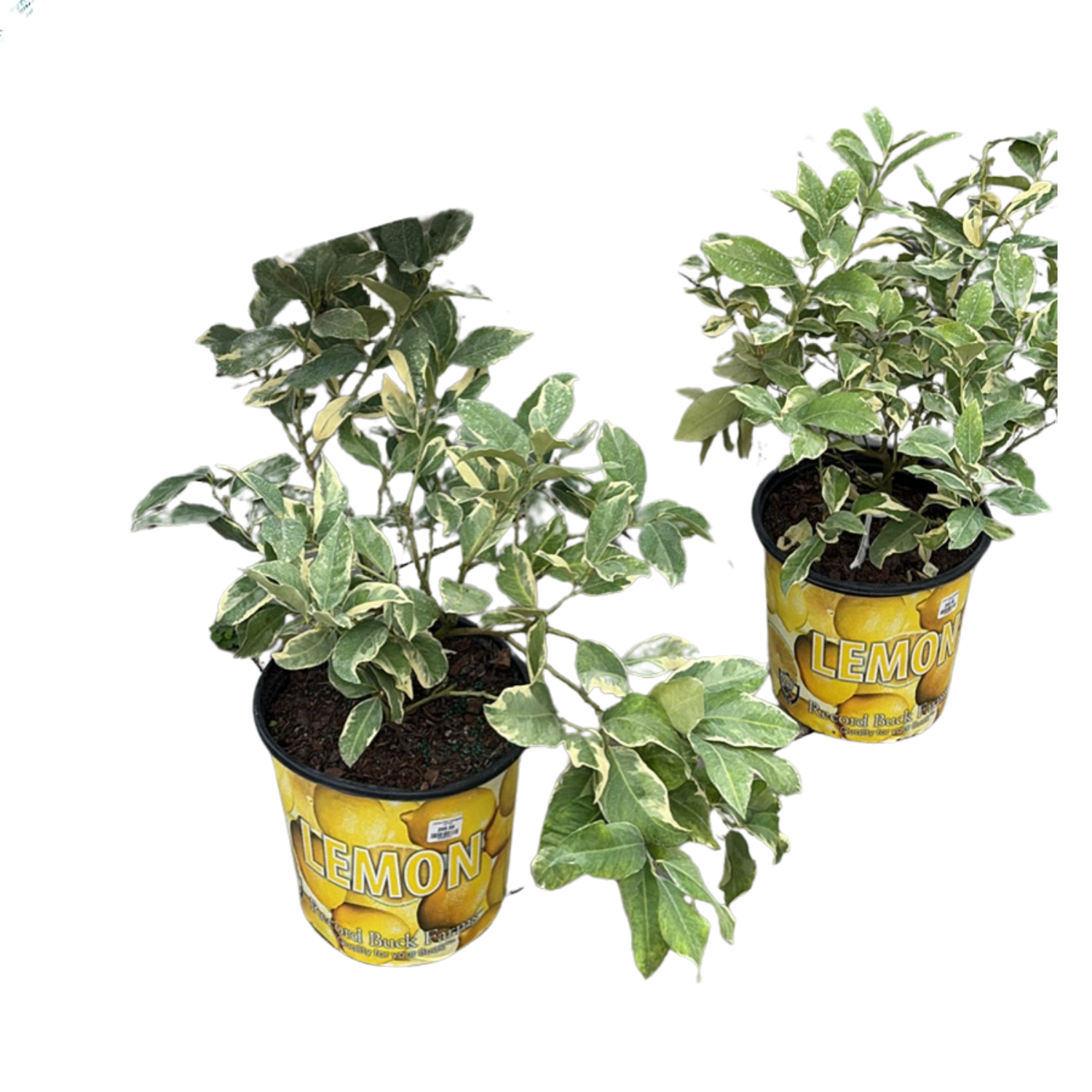 Untitled design - 2026-02-26T092514.010.png