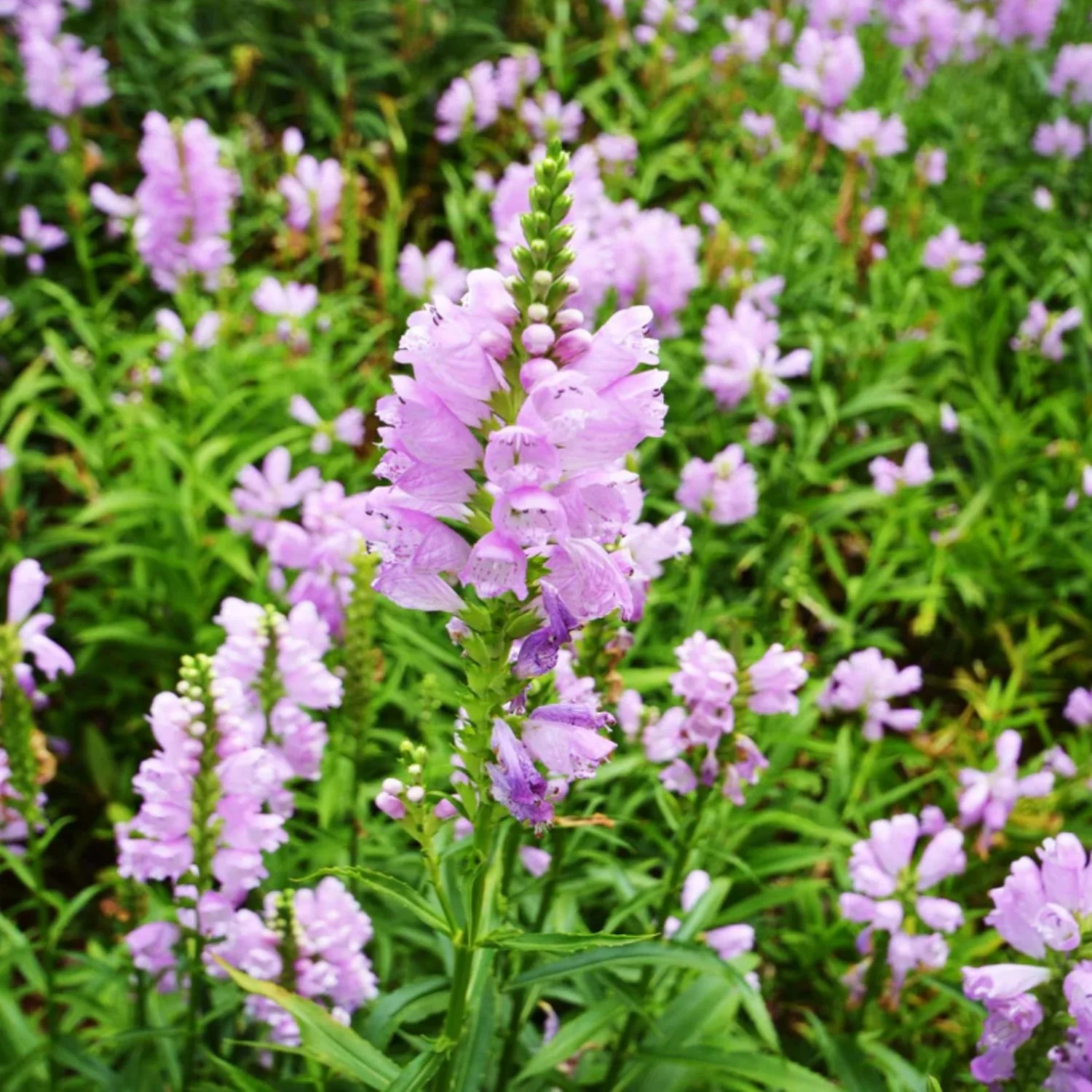 Obedient Plant Seed Packet