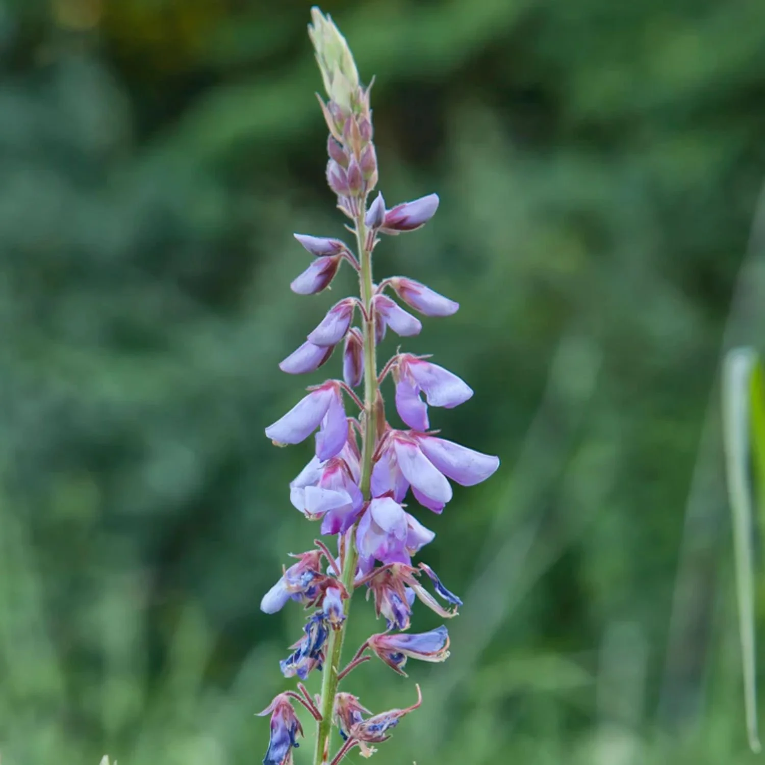 Canada Tick Trefoil Seed Packet