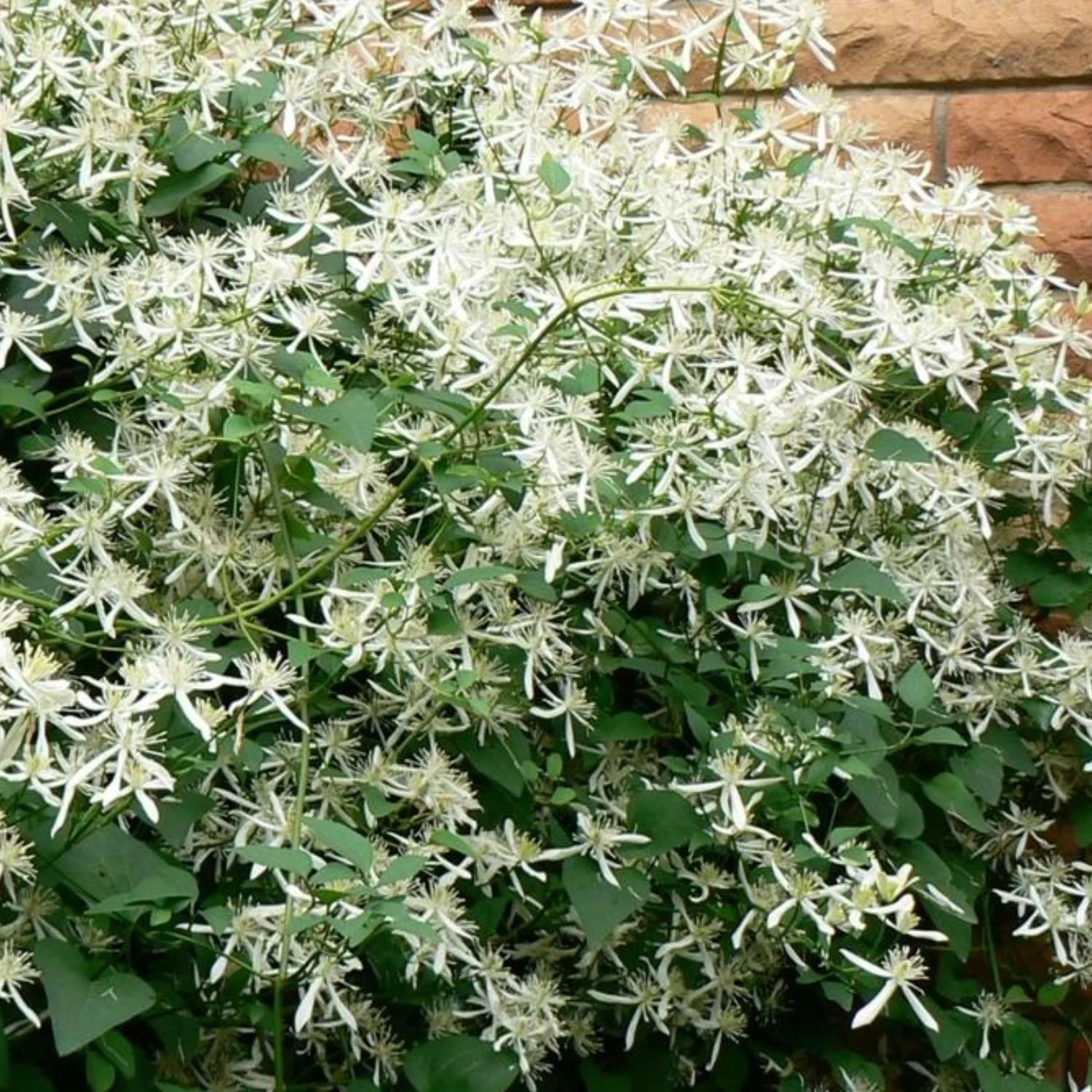 Sweet Autumn Clematis - 1 Gallon
