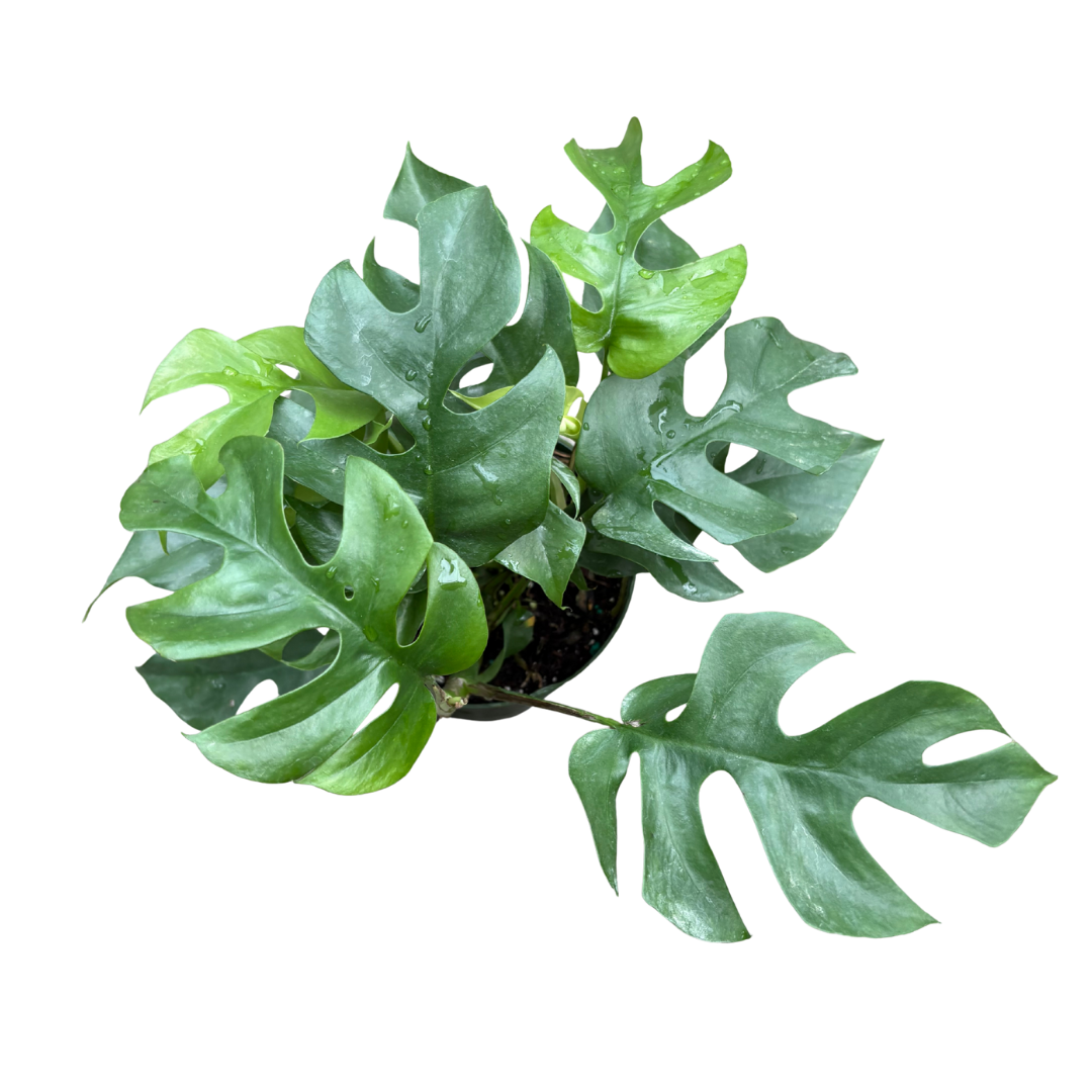 Anga’s New Year Workshops 2026 (36).png