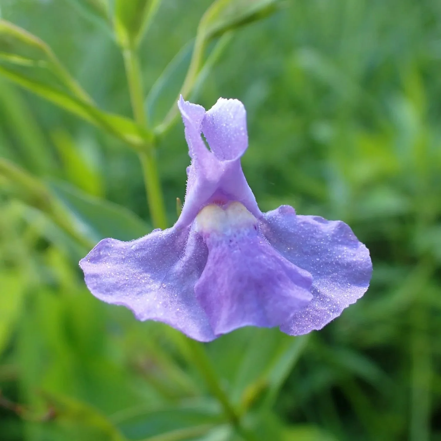 Square-Stemmed Monkey Flower Seed Packet