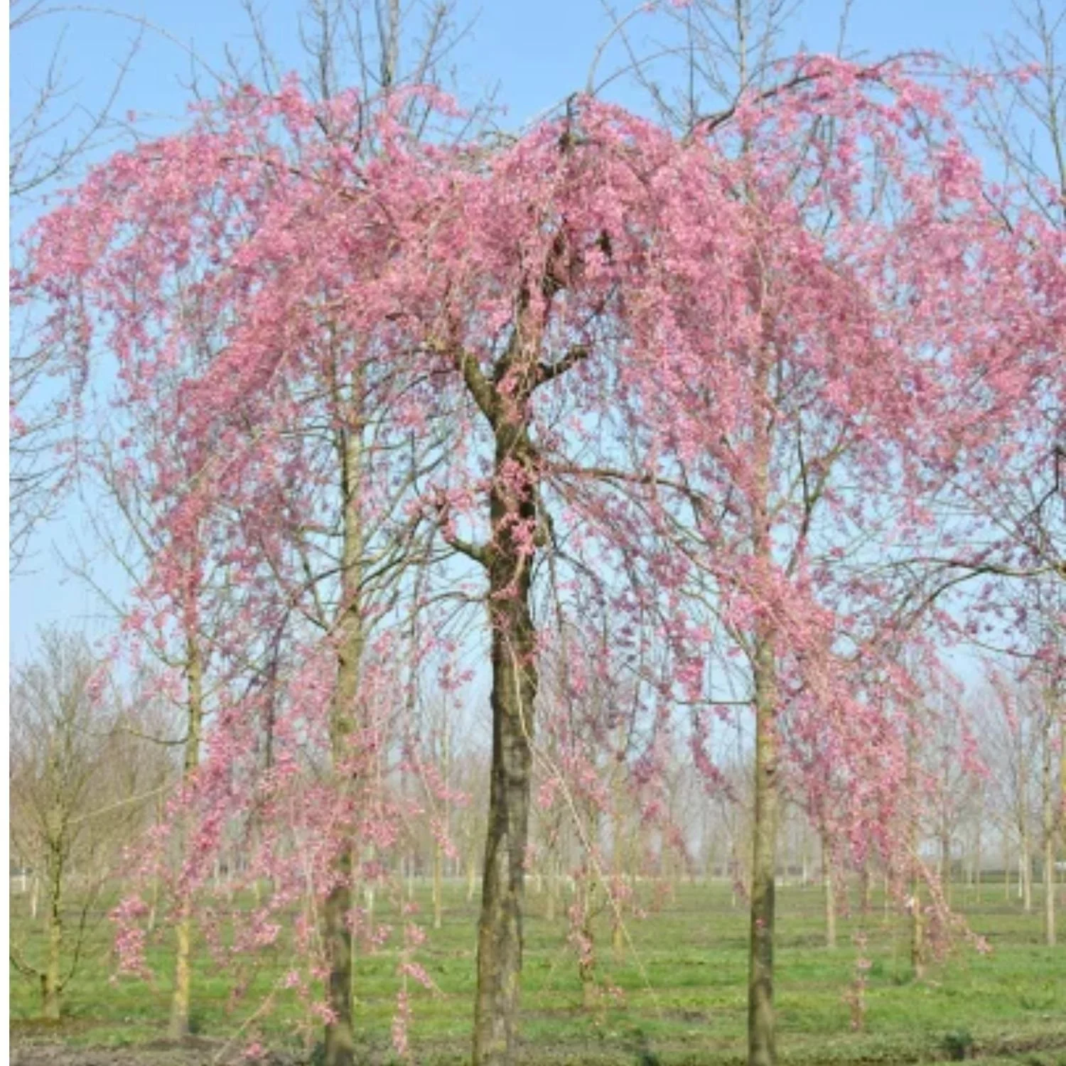 website photo template (19).jpg