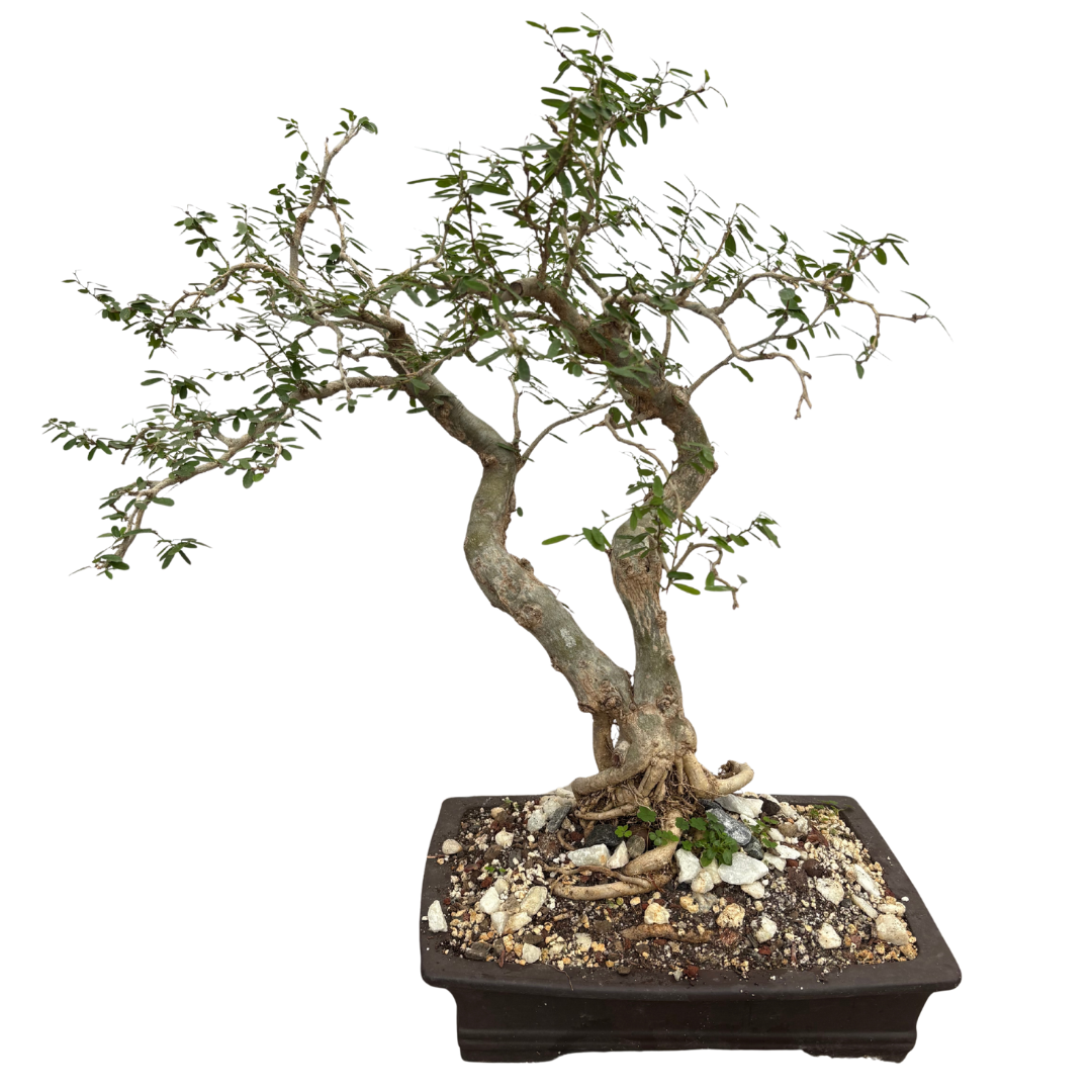 Mature Water Jasmine Bonsai Tree