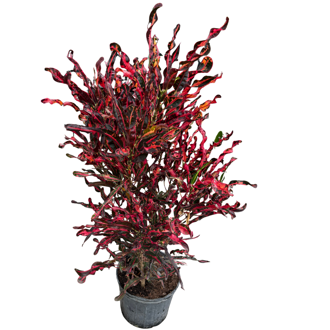 Anga’s New Year Workshops 2026 (28).png