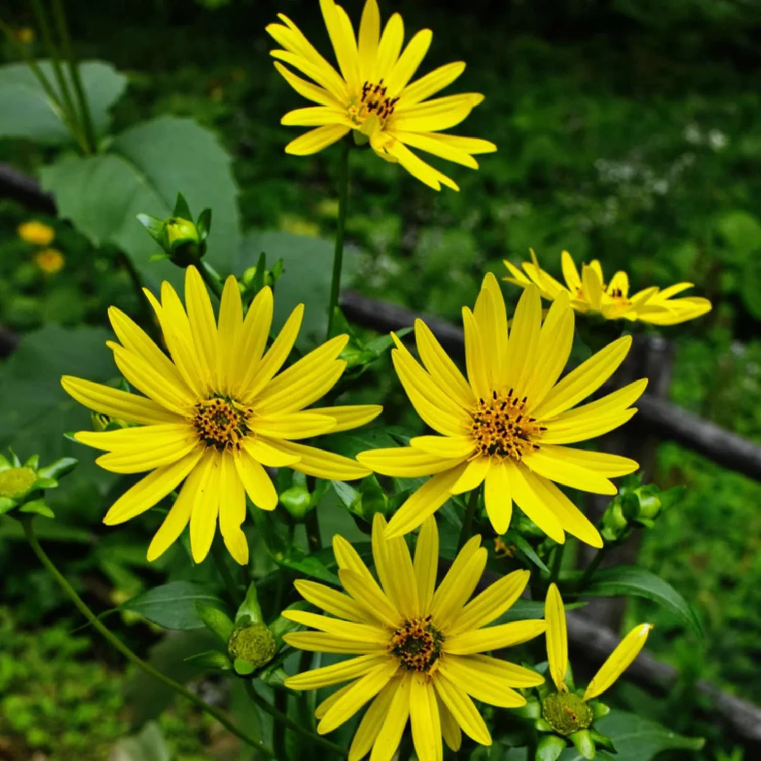 Cup Plant Seed Packet