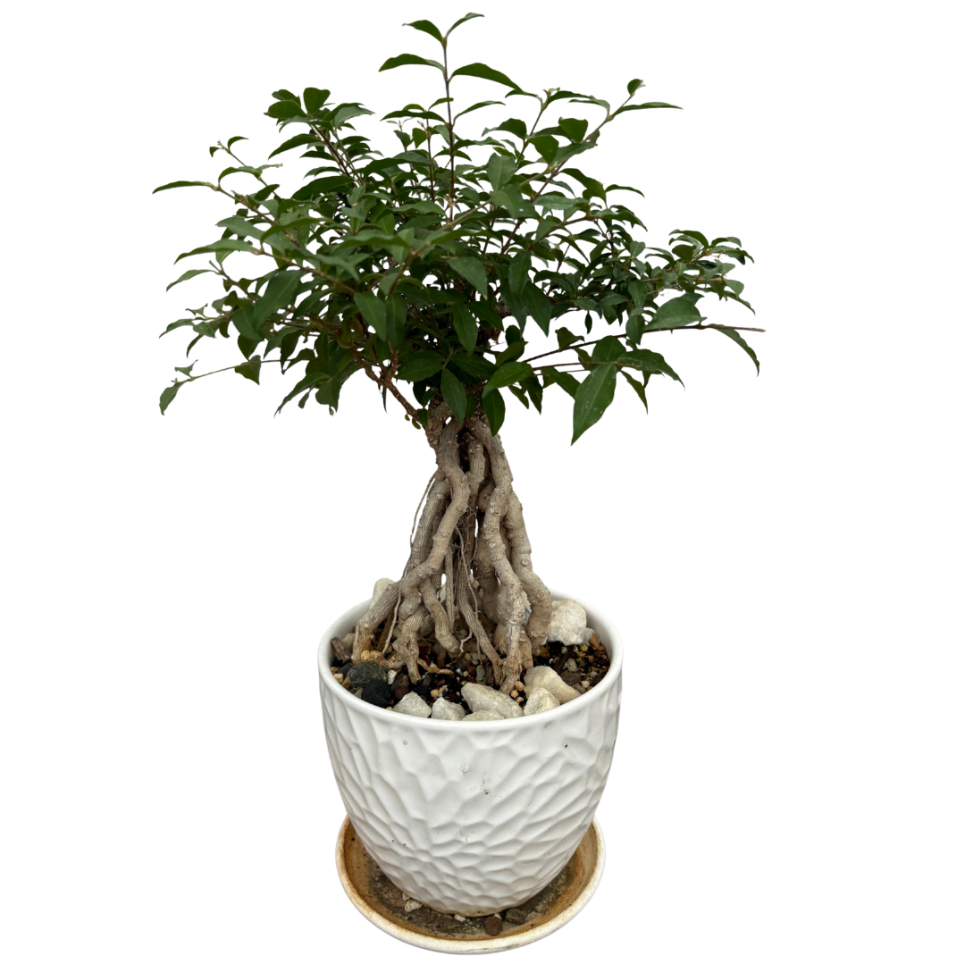Ruby Apricot Bonsai Tree