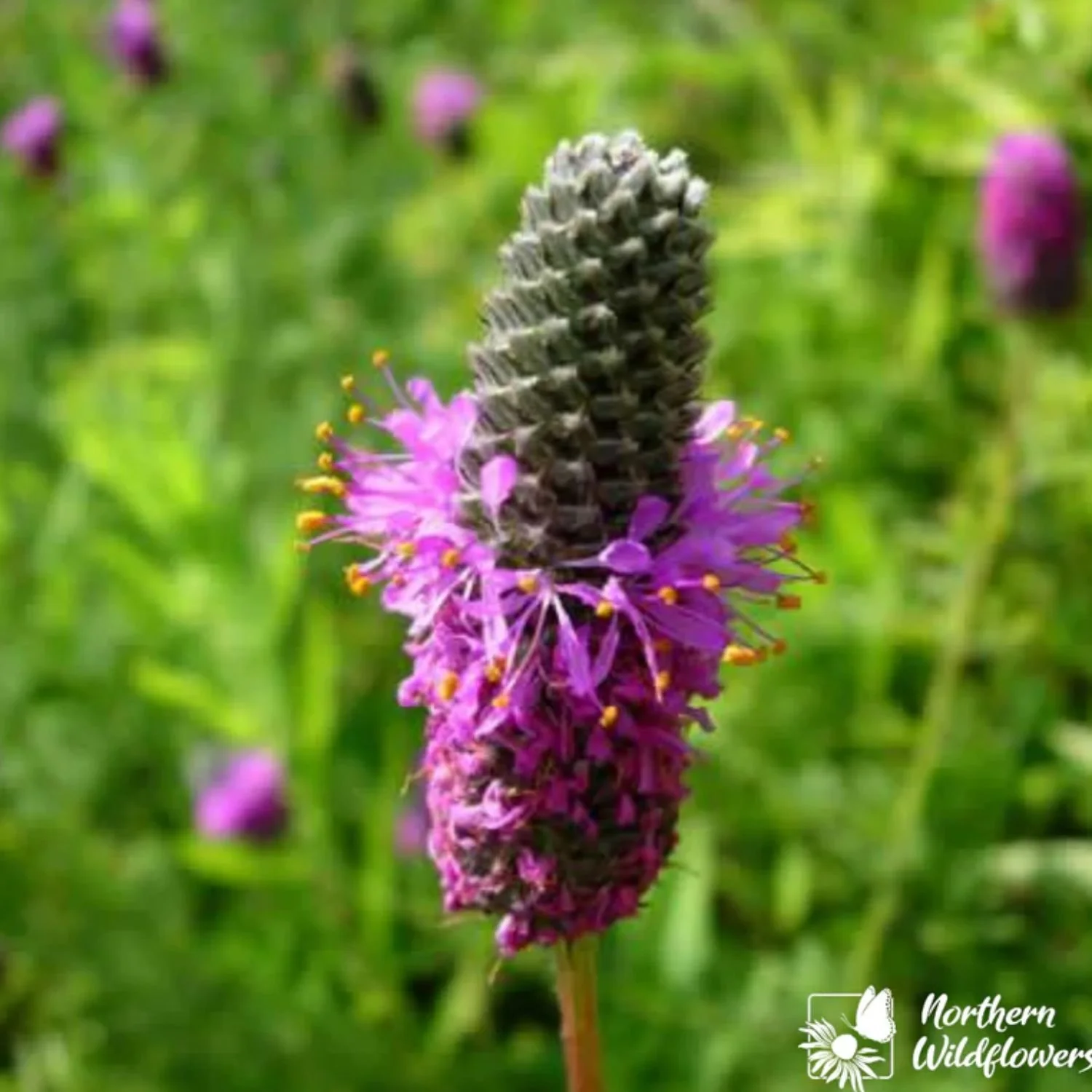 Purple Prairie Clover Seed Packet