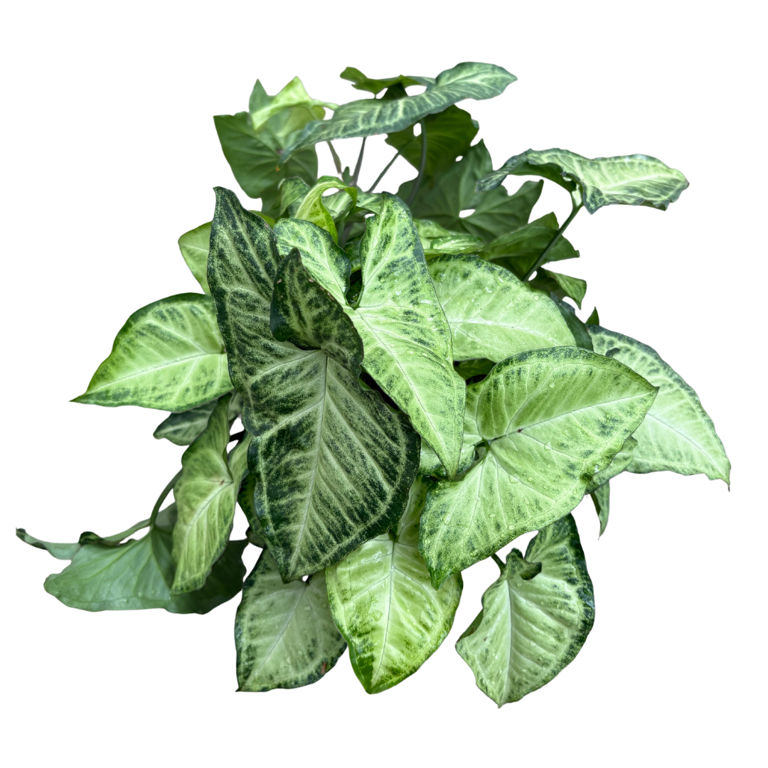 Nephthytis ‘White Butterfly’ - 6