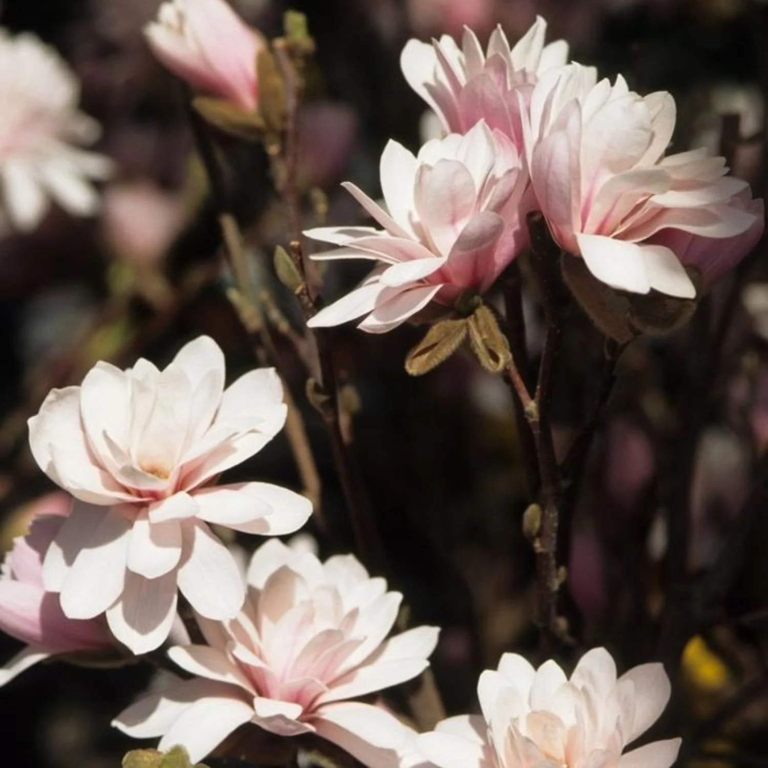 website photo template (8).jpg