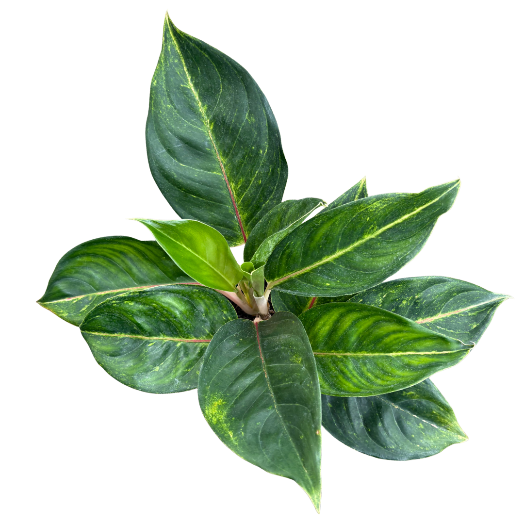 Anga’s New Year Workshops 2026 (17).png