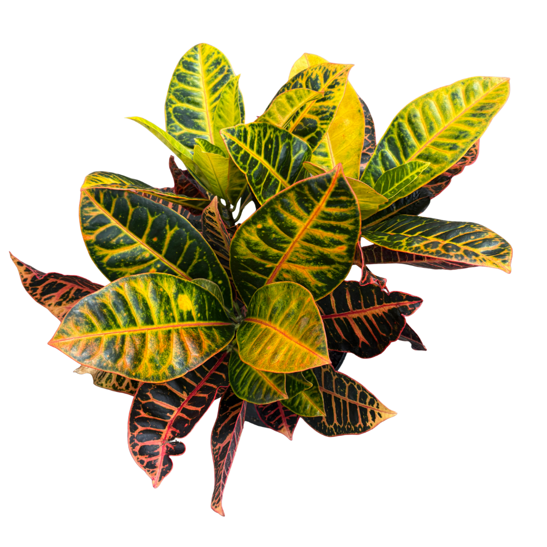 Croton ‘Petra’ - 8