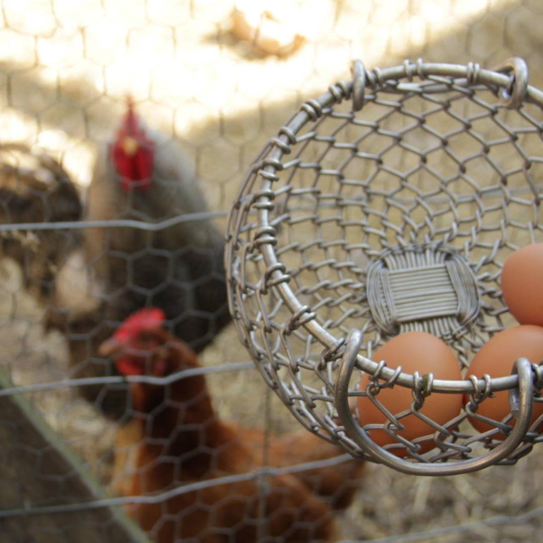 Fresh Eggs from our Chickens