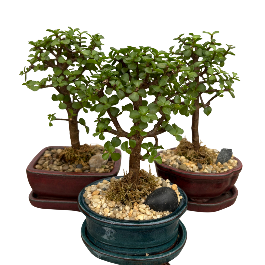 Miniature Jade Bonsai Tree - 5" Ceramic Pot