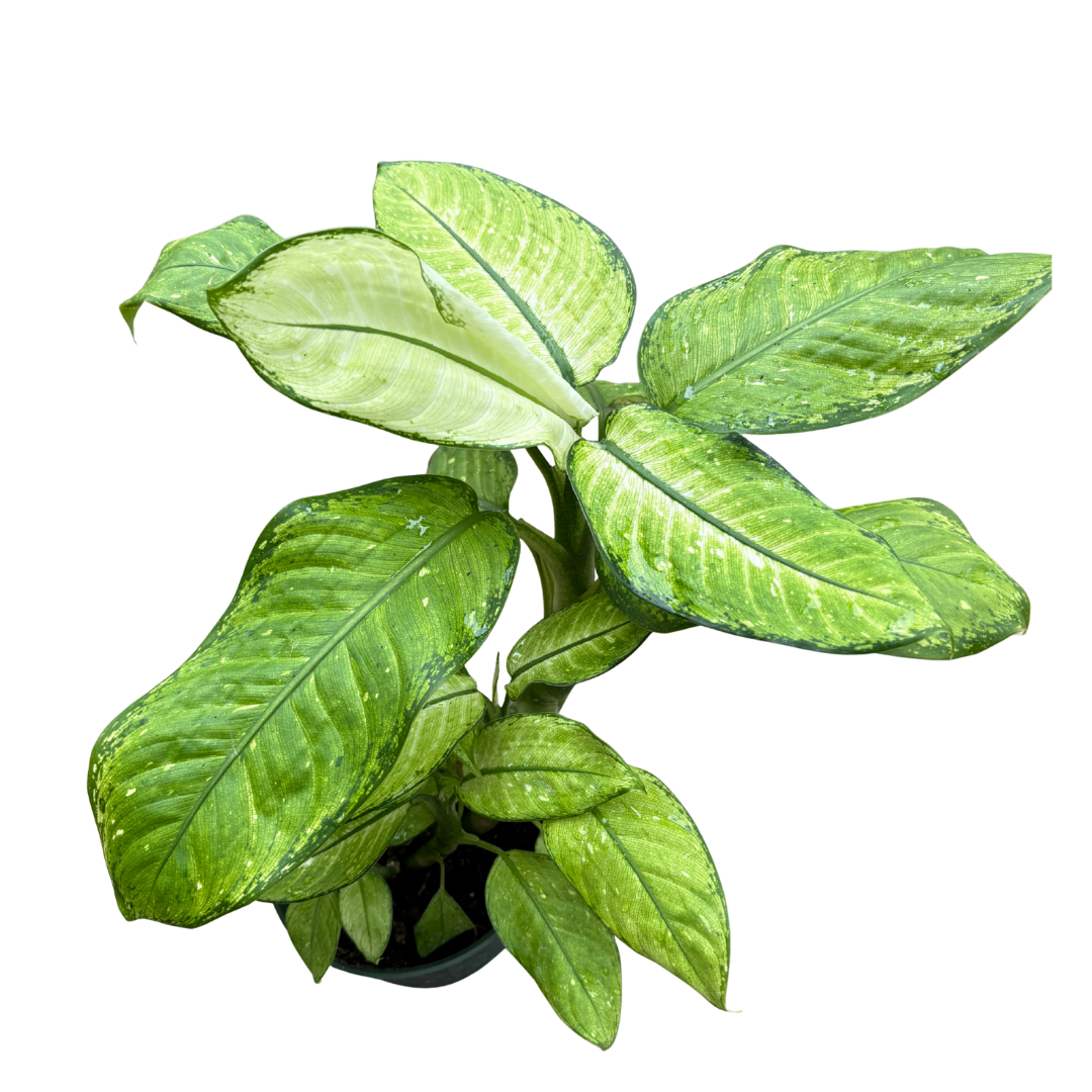 Anga’s New Year Workshops 2026 (35).png