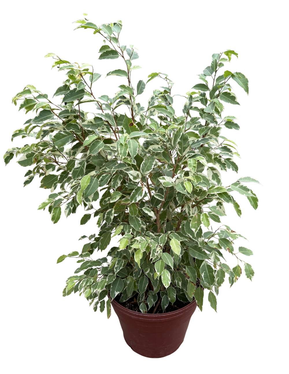 Ficus 'Starlight': Ficus benjamina 'Starlight'  12 Pot  Anga's Farm &  Nursery