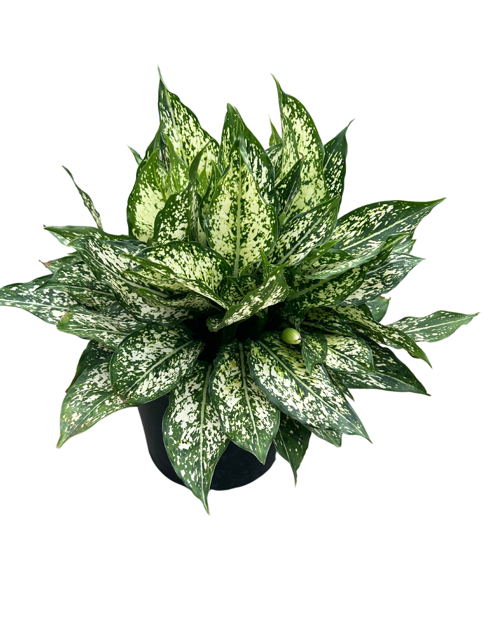 indoor plants that don't need light ZZ PLANT (ZAMIOCULCAS ZAMIIFOLIA) main image 0