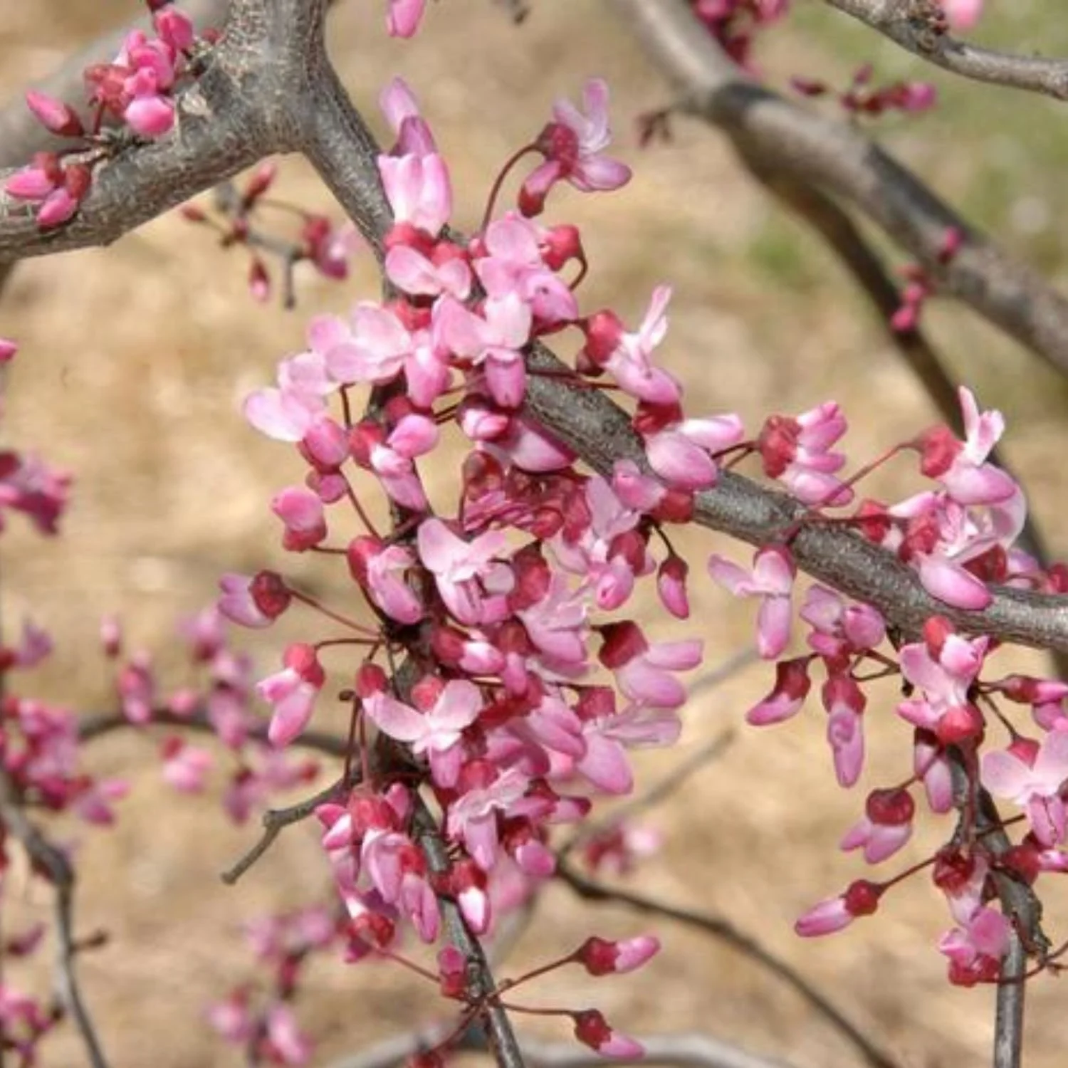 website photo template (15).jpg