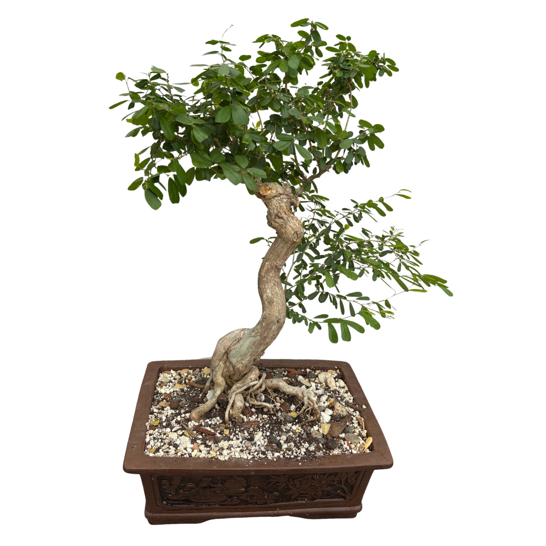 Mature Antidesma acidum Bonsai Tree