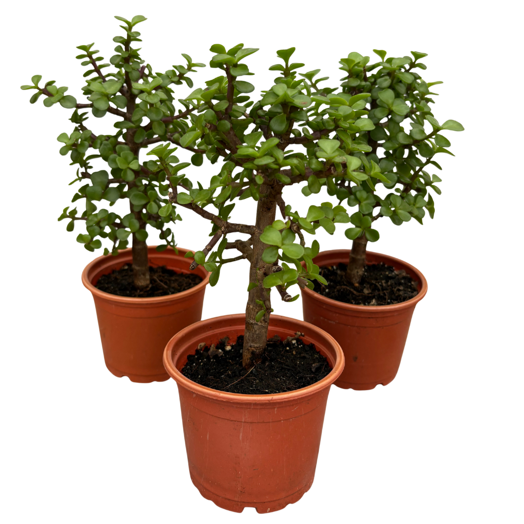 Jade Bonsai Tree - 4" Plastic Grower Pot