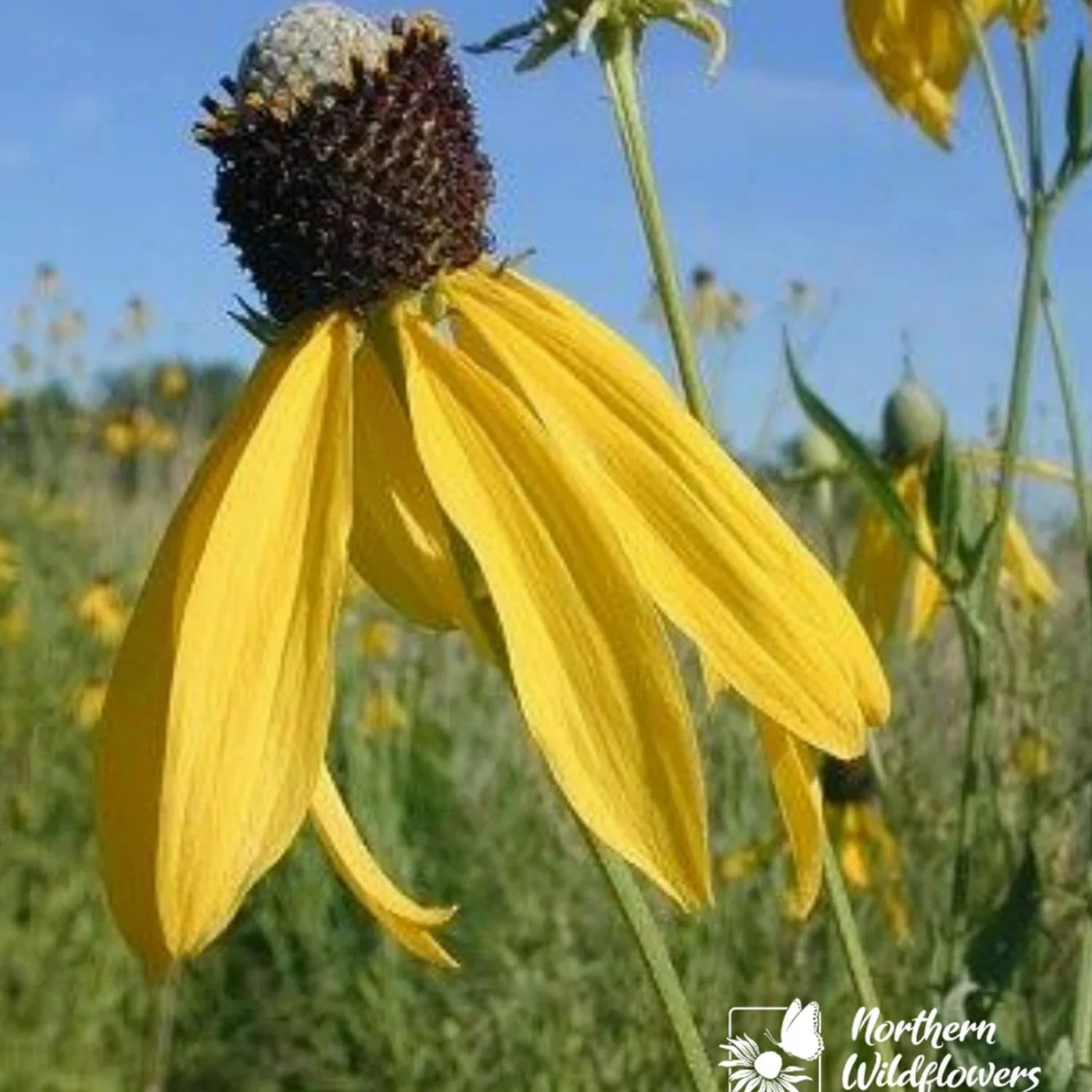 Grey-Headed Coneflower Seed Packet