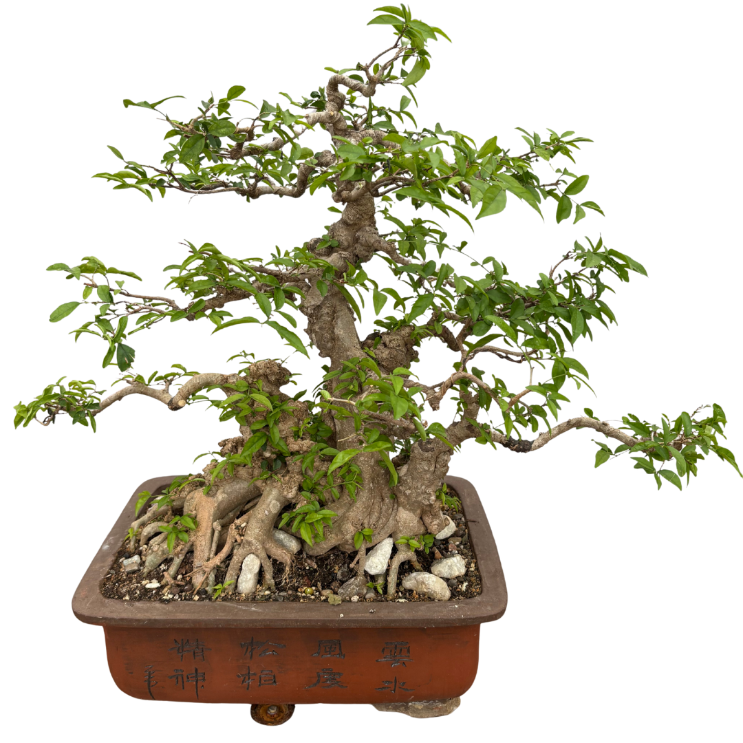 Mature Water Jasmine Bonsai Tree