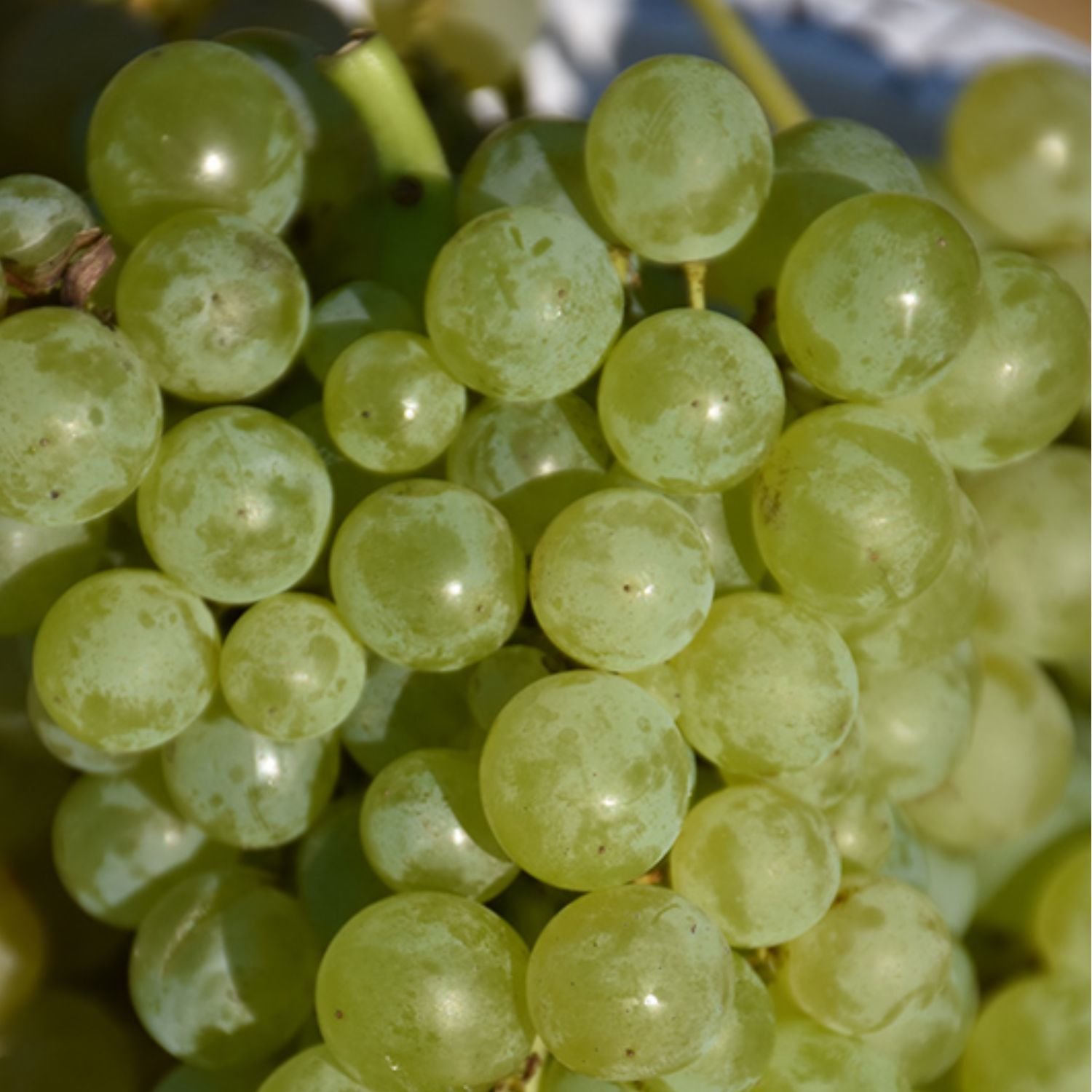 website photo template.jpg