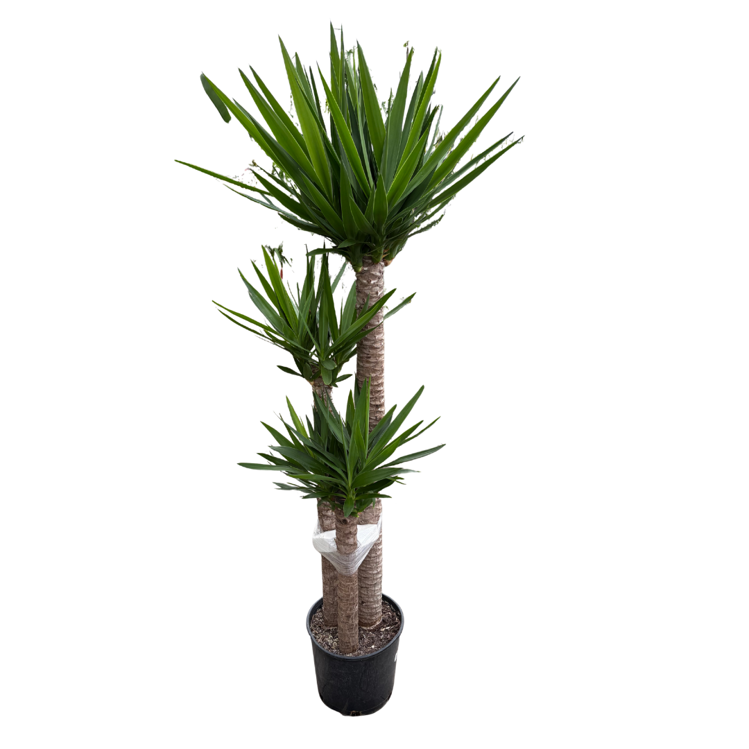 Yucca Cane (3-Staggered Canes: 4-3-2) - 10" Pot