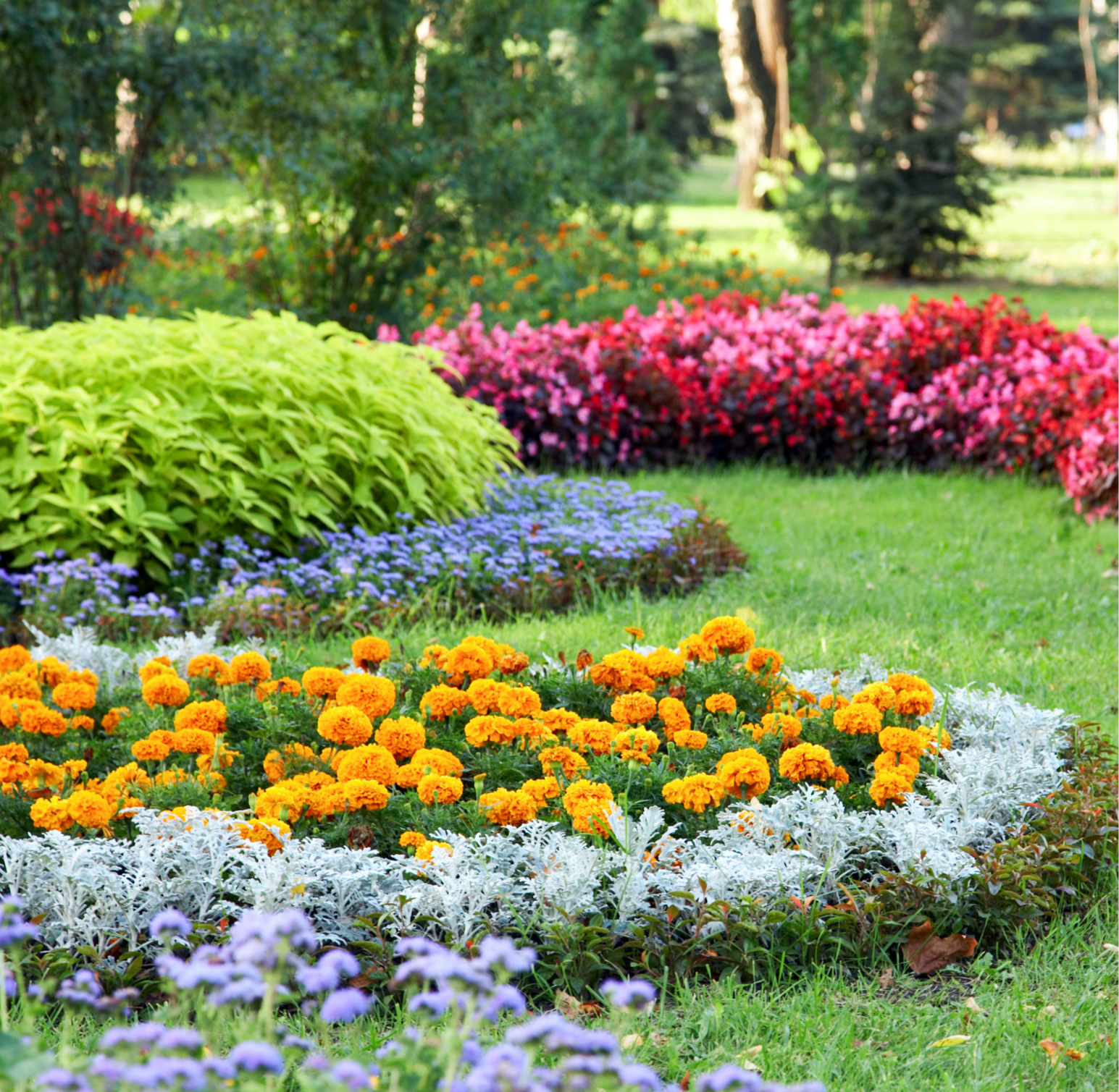 Flower bed filled with various colorful flowers in a garden, surrounded by green grass and bushes.