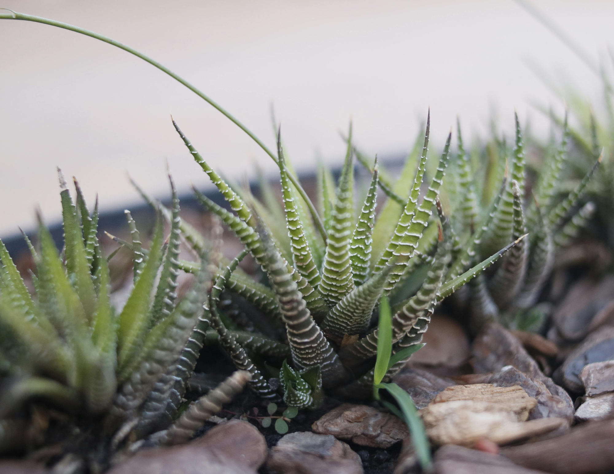 haworthia