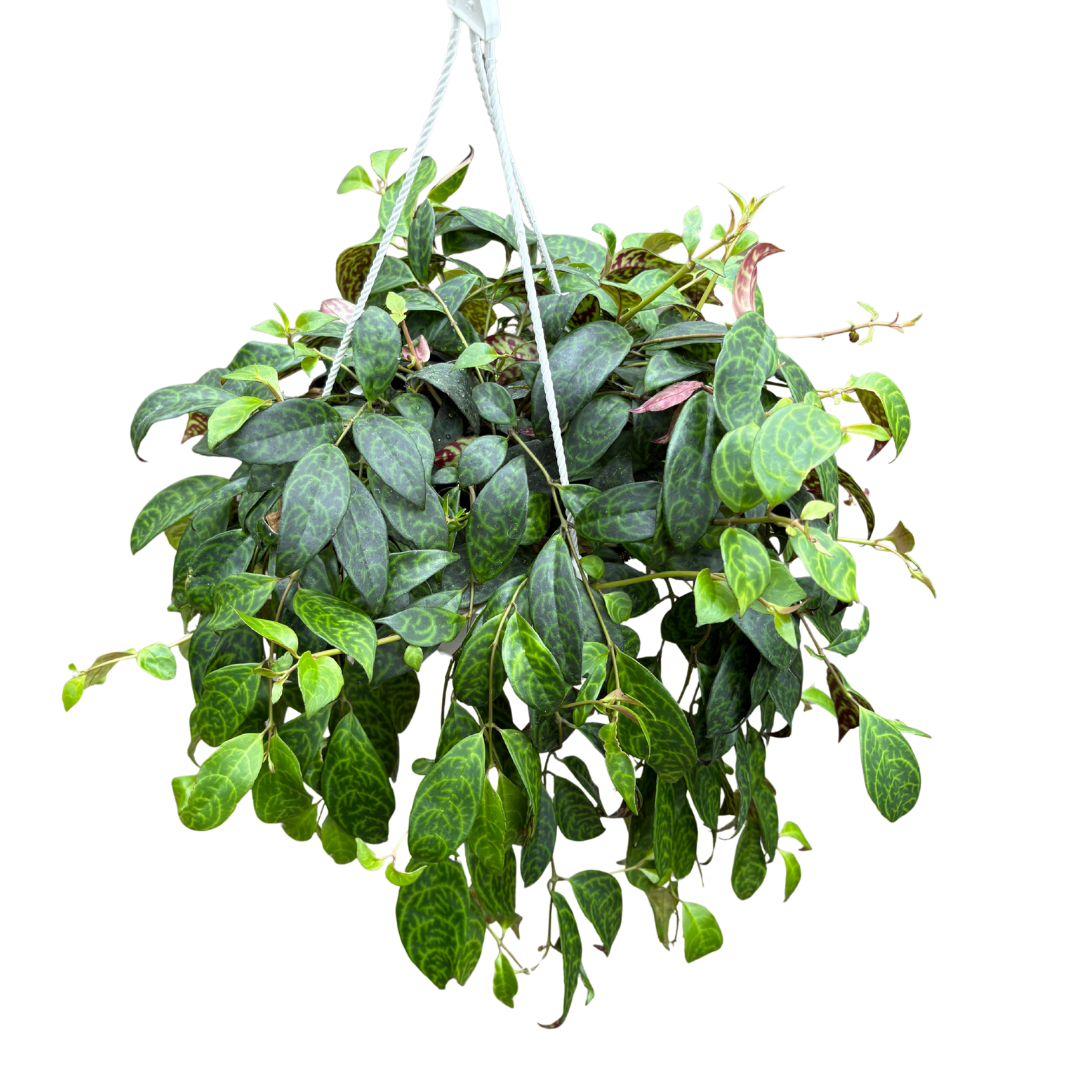 Anga’s New Year Workshops 2026 (26).png