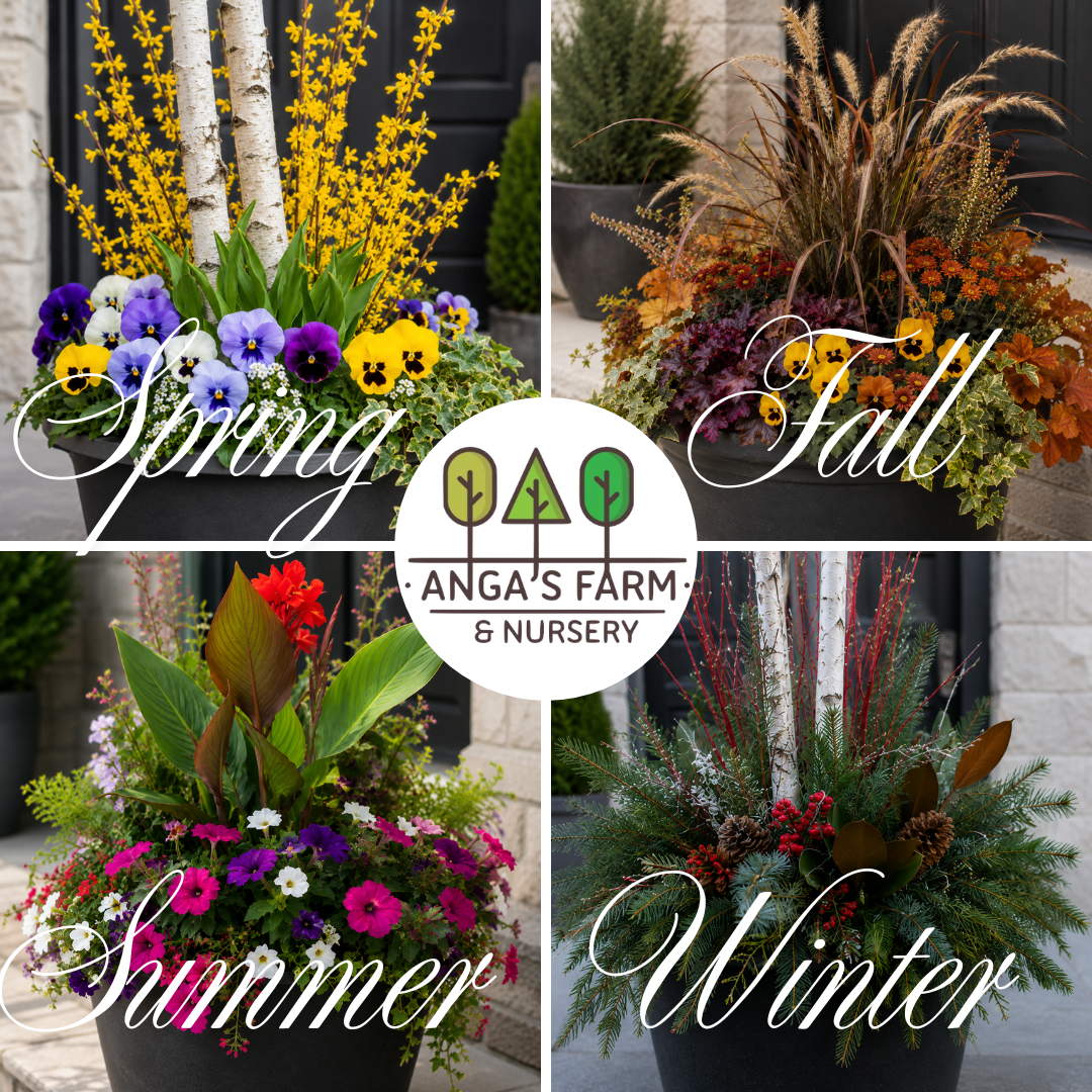 Anga's Seasonal Planter Program | Ready-Made Outdoor Arrangements