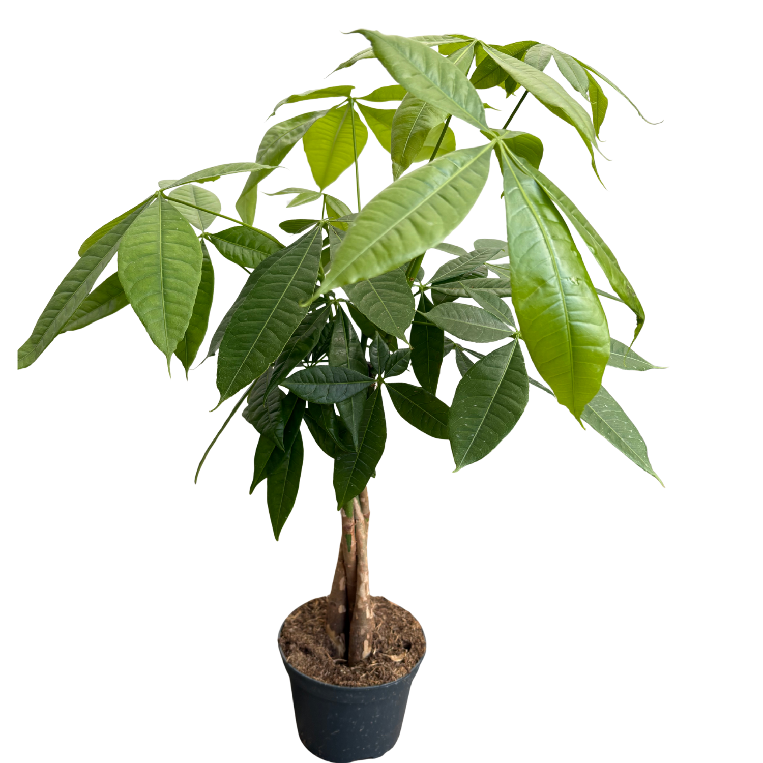 Money Tree - 5" Pot