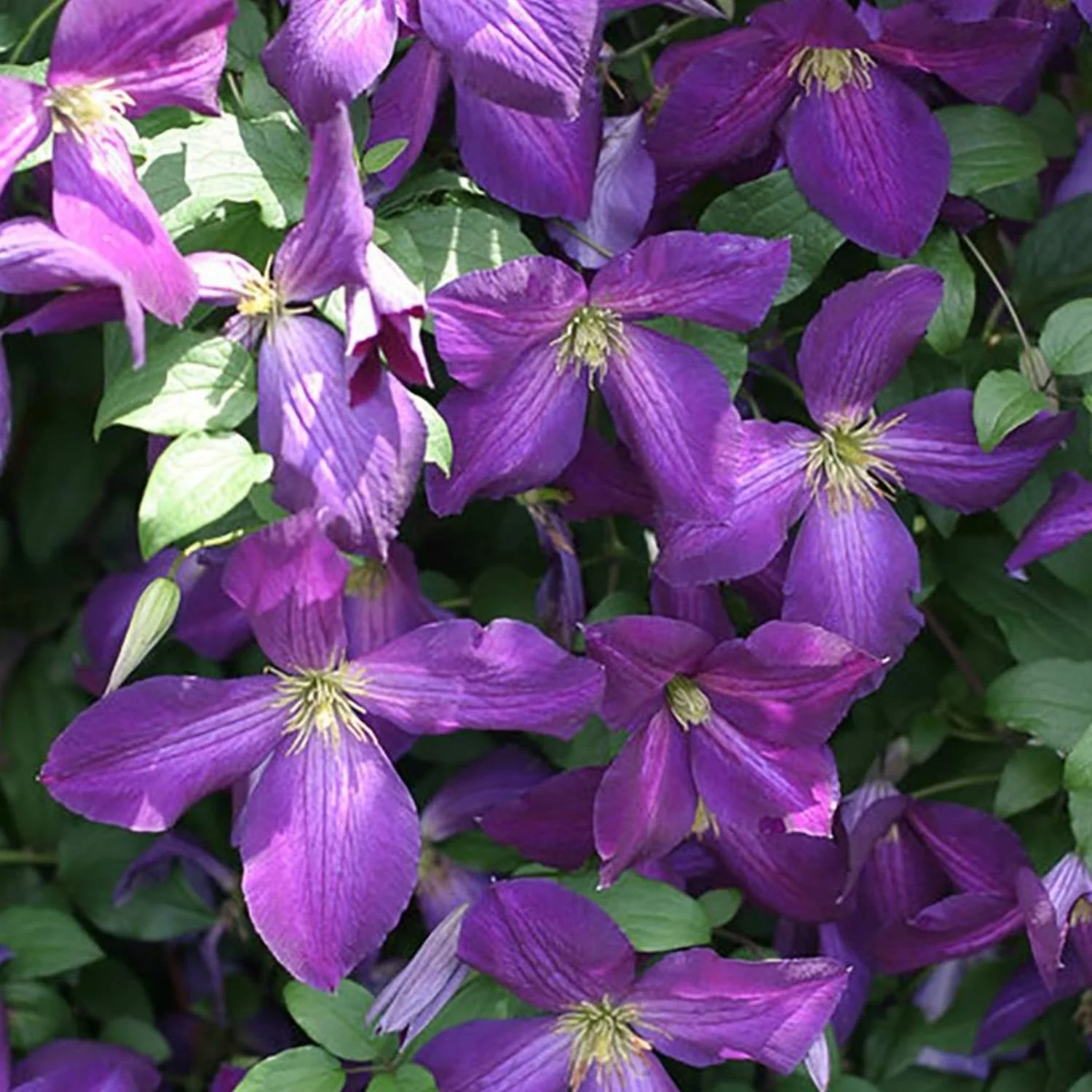 'Happy Jack' Clematis - 1 Gallon