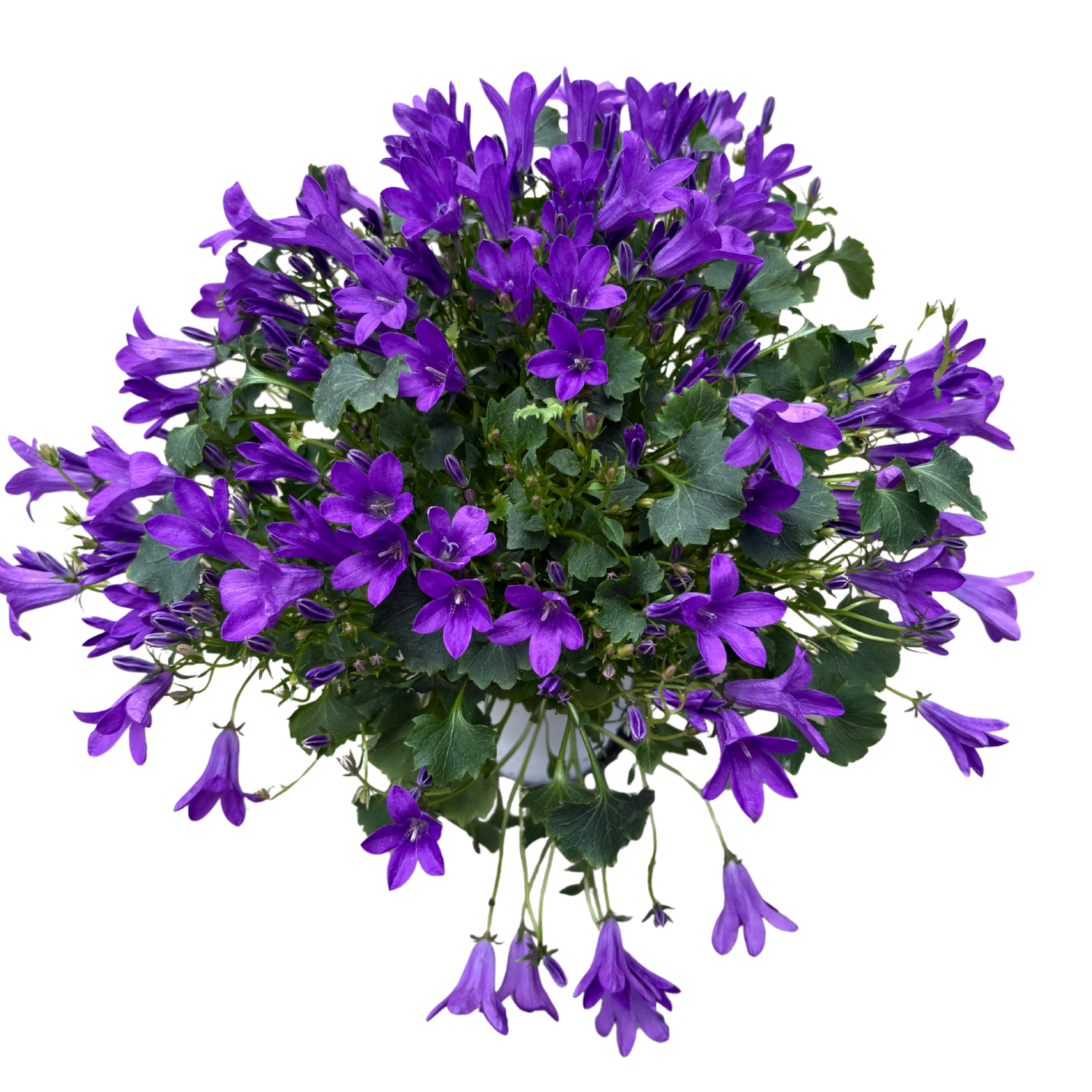 Campanula - 4" Pot
