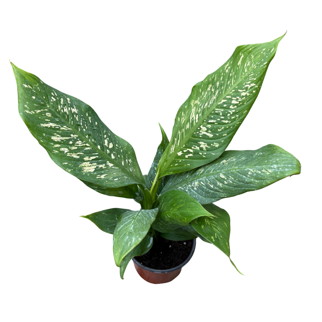 Anga’s New Year Workshops 2026 (10).png