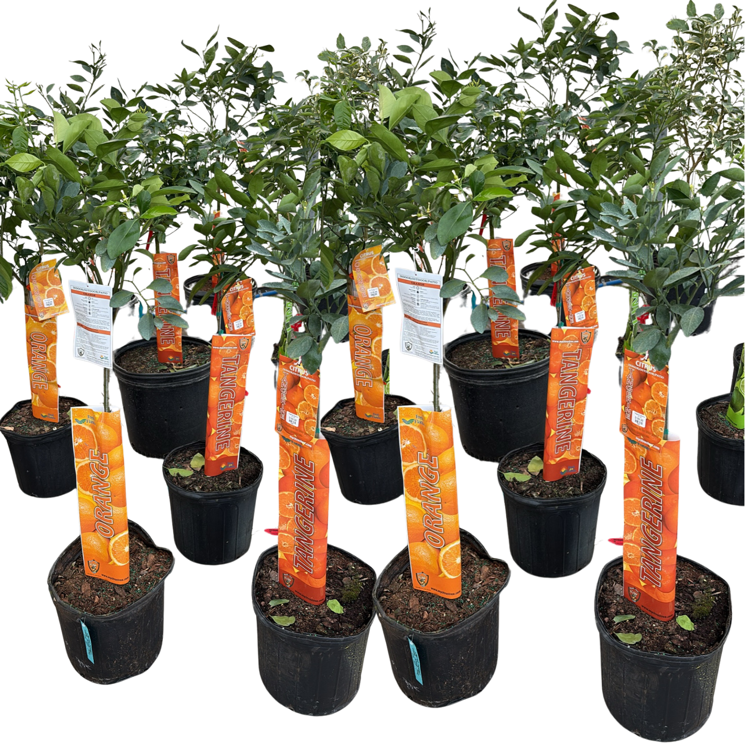 Untitled design - 2026-02-26T092146.150.png