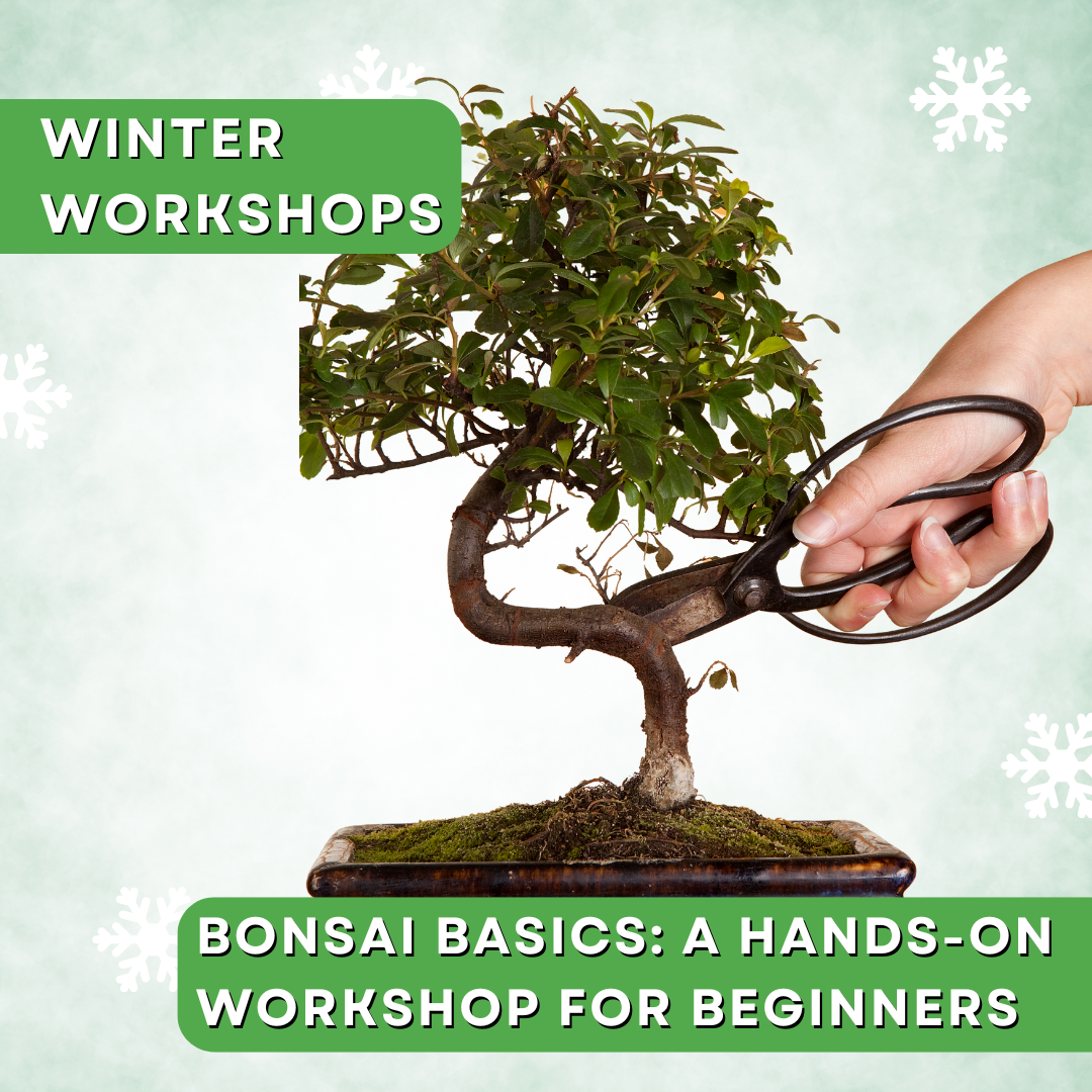 Bonsai Basics: A Hands-On Workshop for Beginners