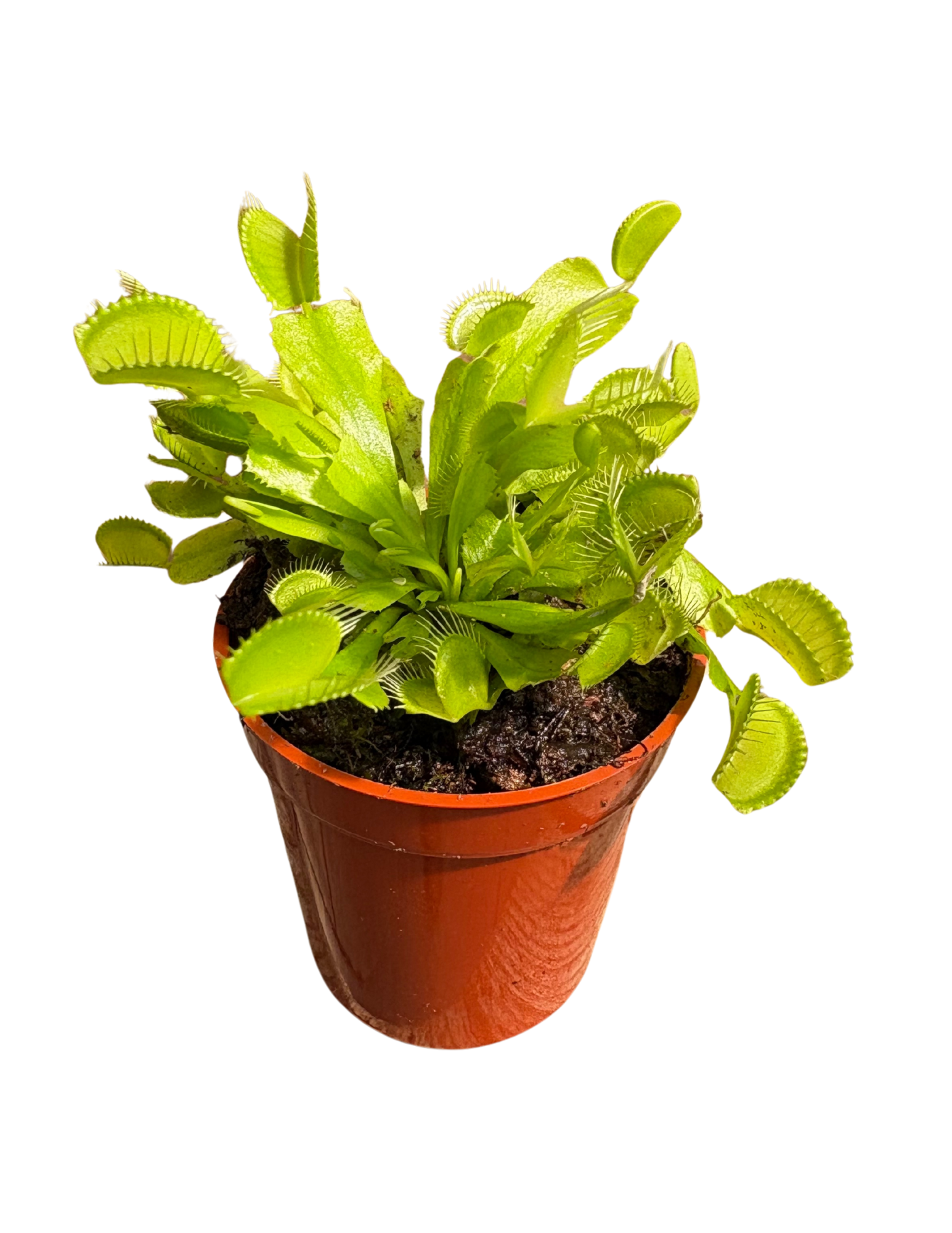 Venus Fly Trap – 3.5” Pot