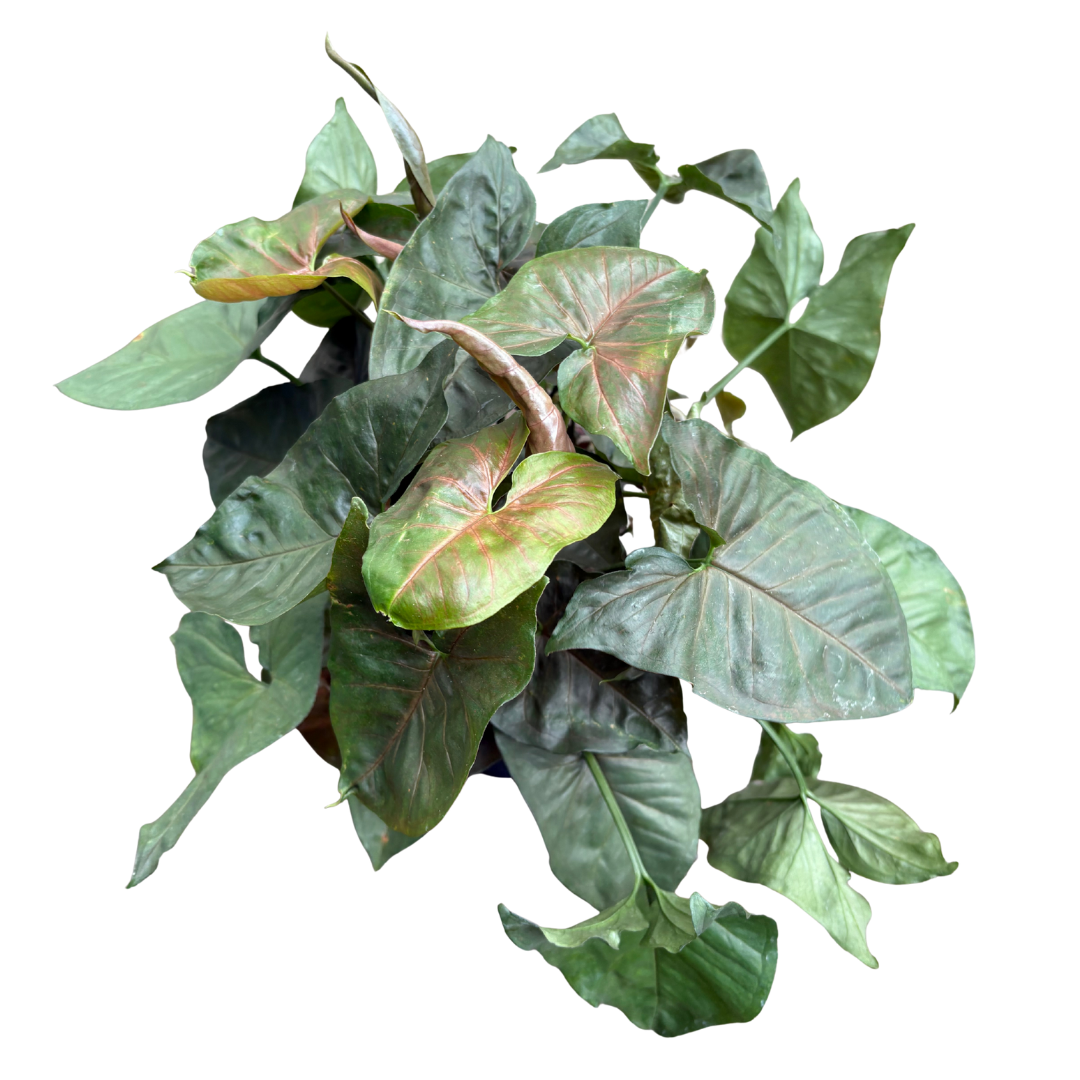 Anga’s New Year Workshops 2026 (19).png