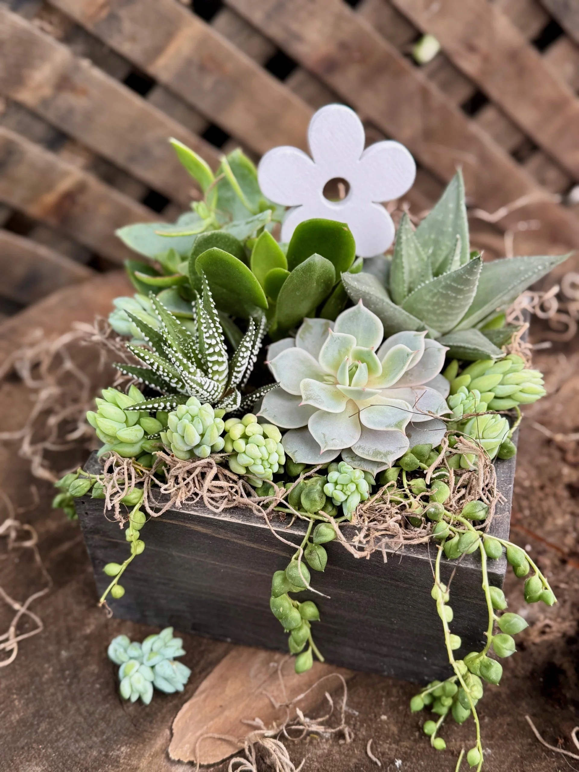 Elegant Spring Succulent Garden Workshop