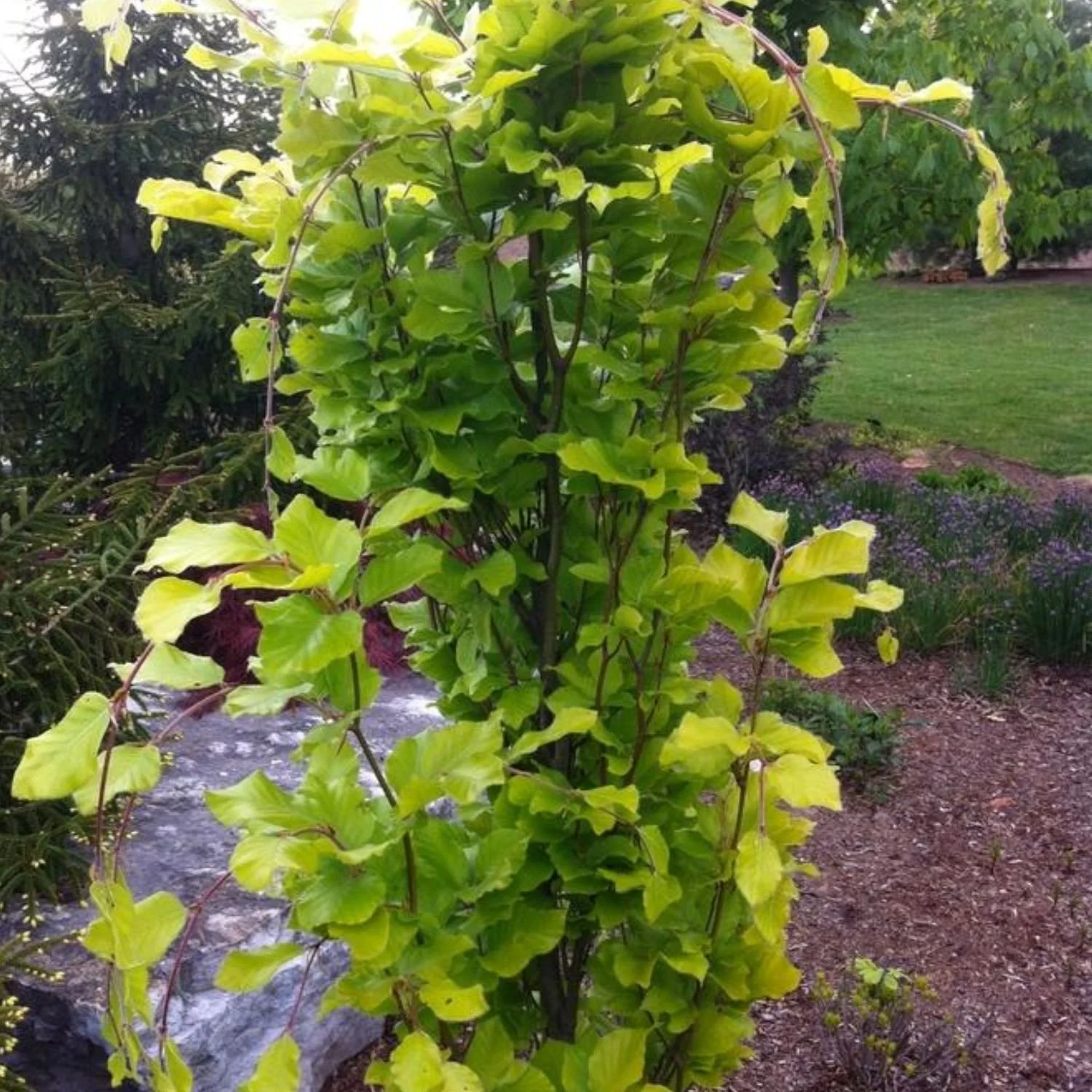 Dawyck Gold Beech - Fagus sylvatica 'Dawyck Gold'