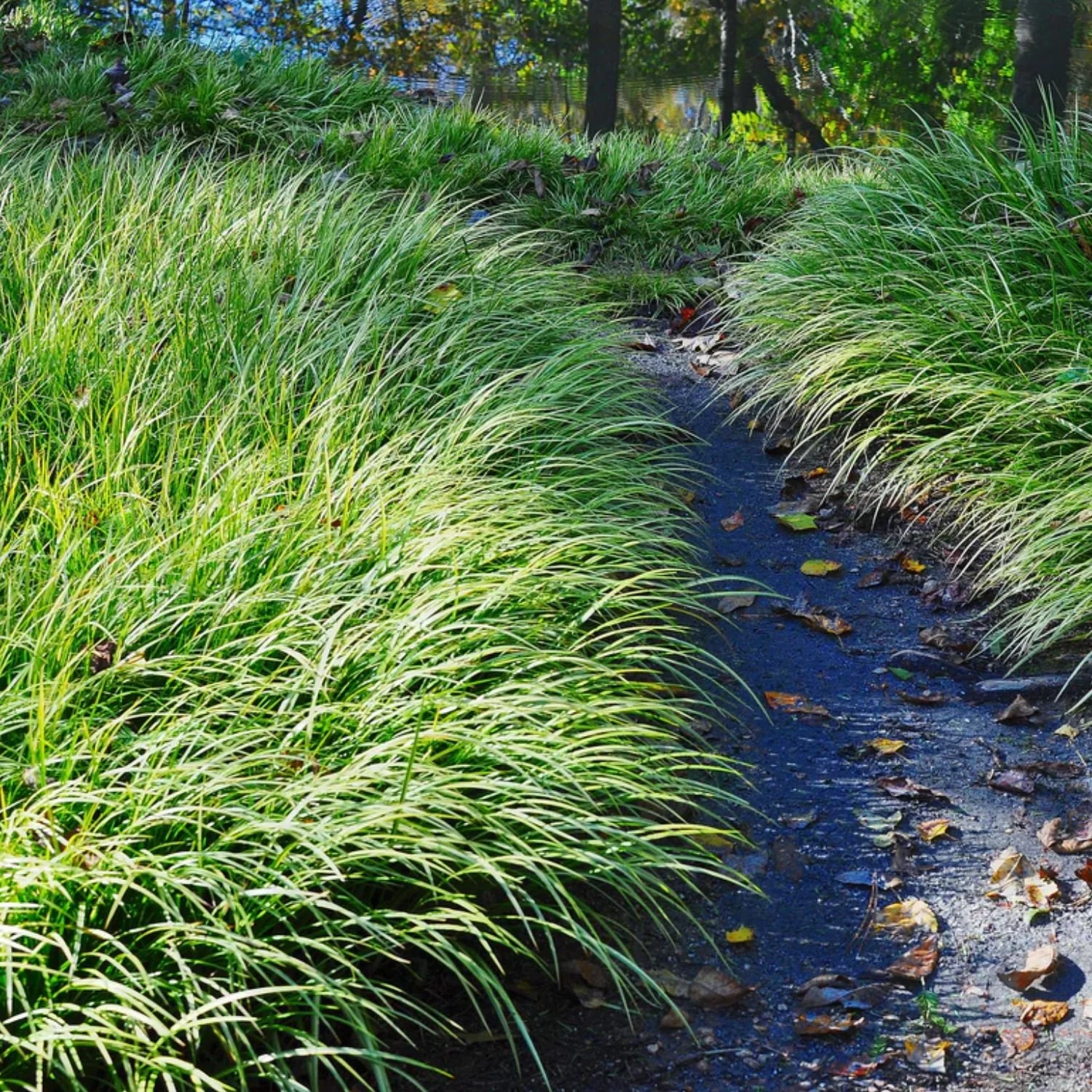 Prairie Dropseed Seed Packet