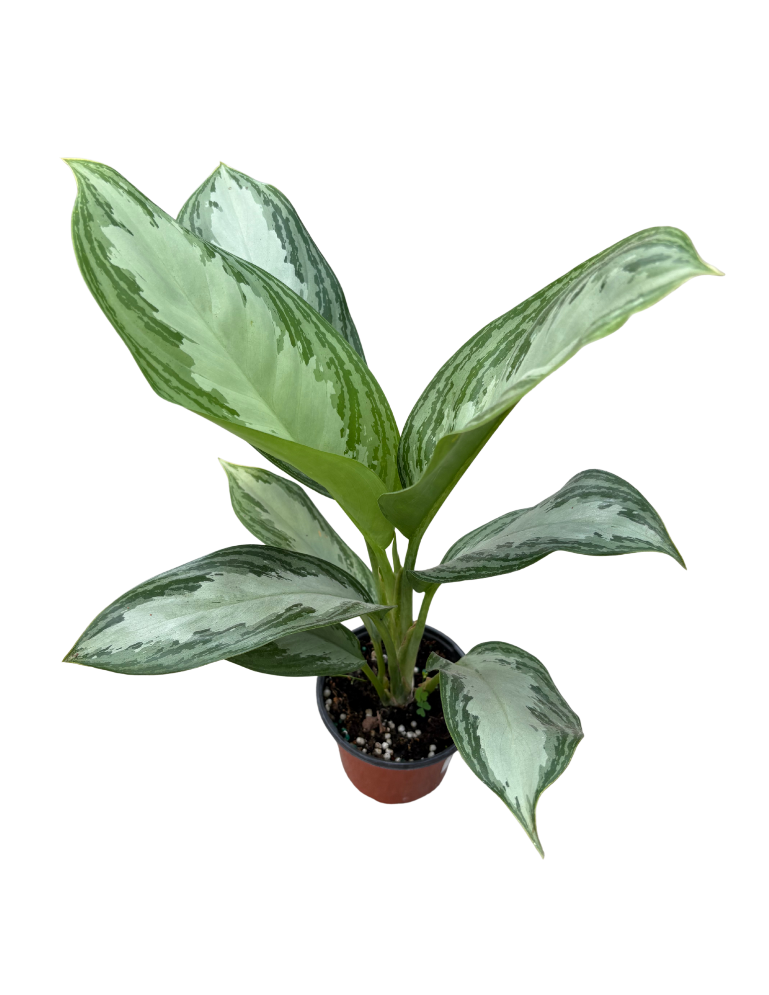 Untitled design (59).png
