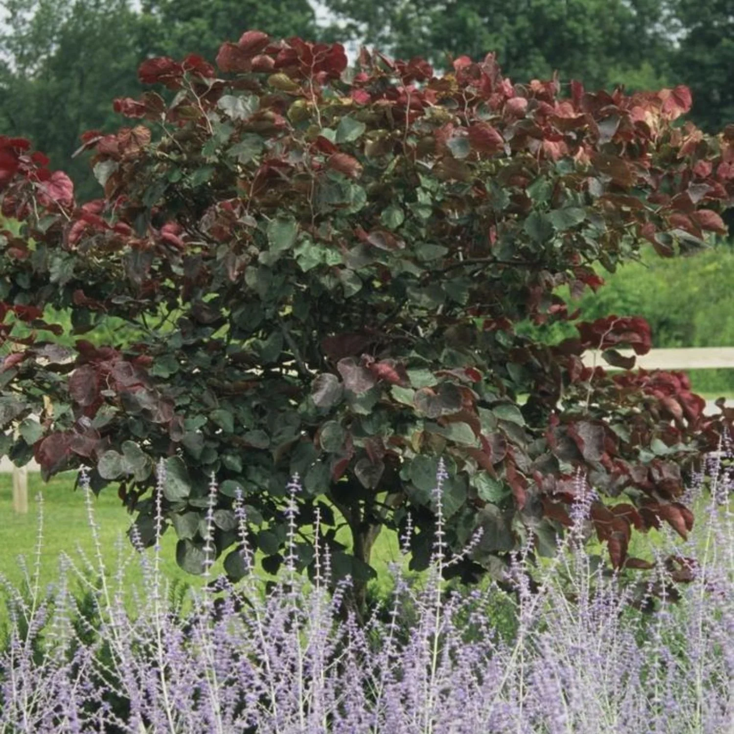 website photo template (12).jpg