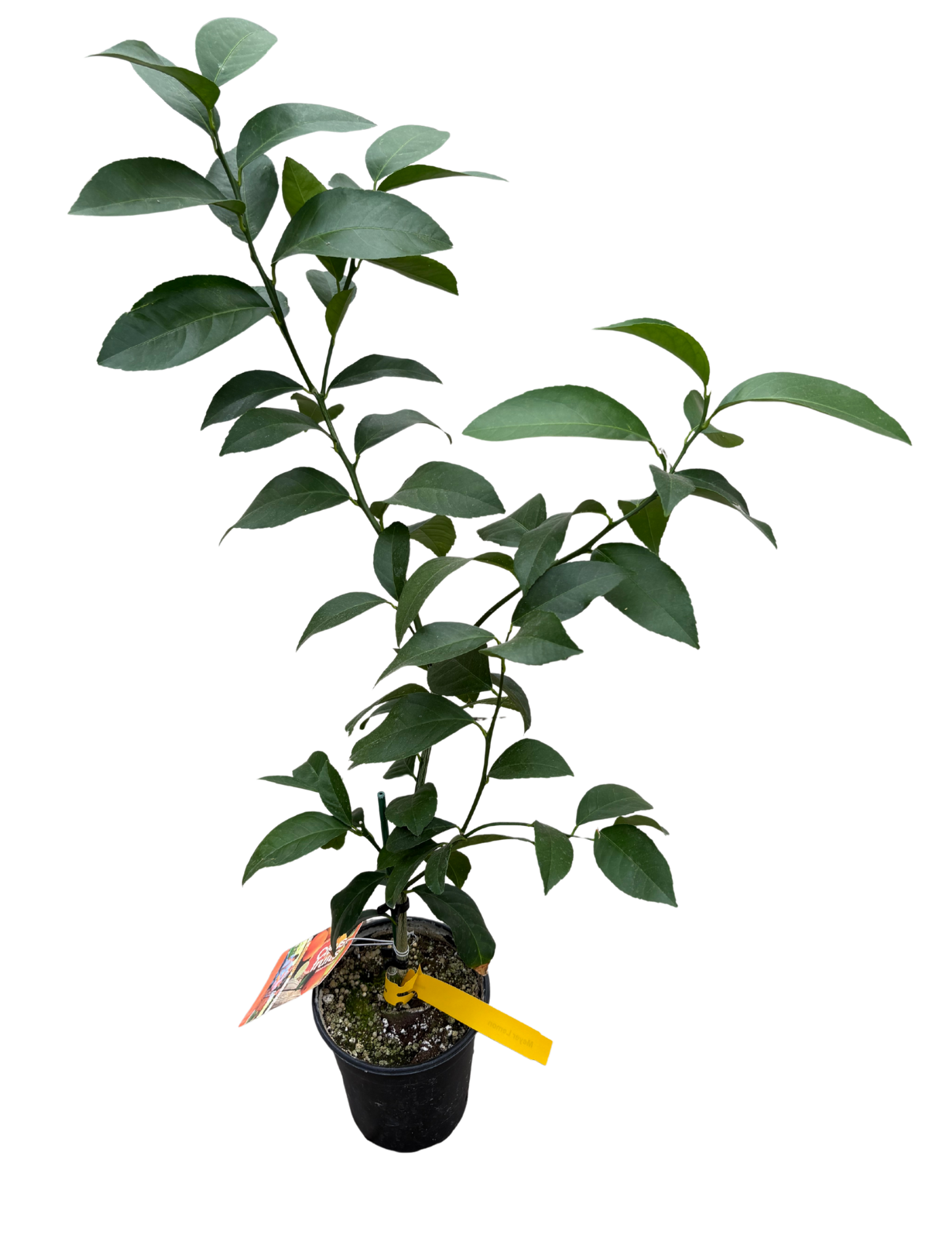 Untitled design (65).png