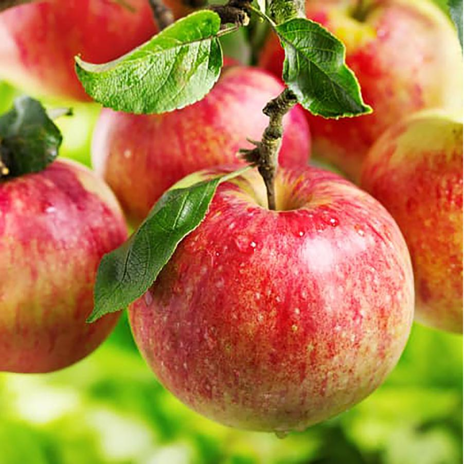 website photo template (3).png