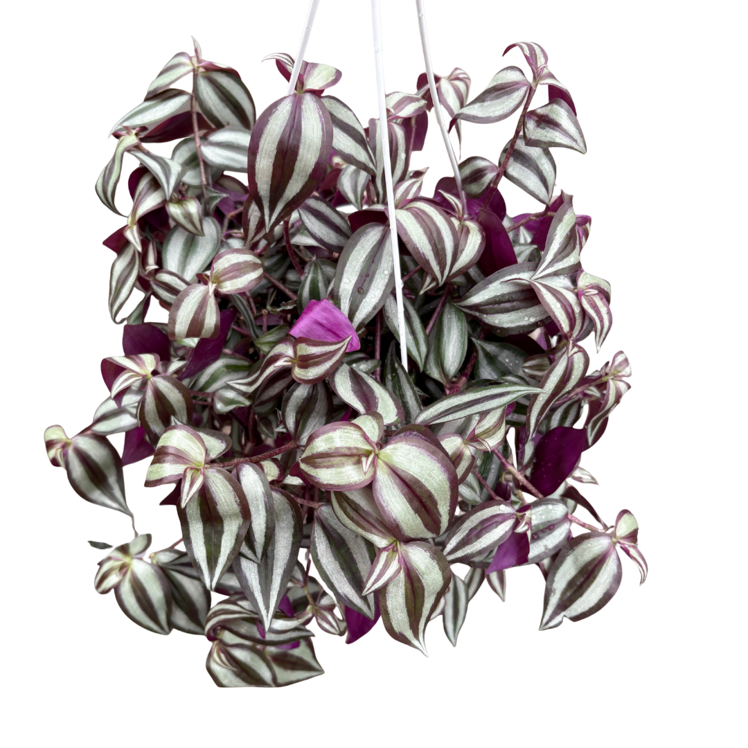 Anga’s New Year Workshops 2026 (29).png