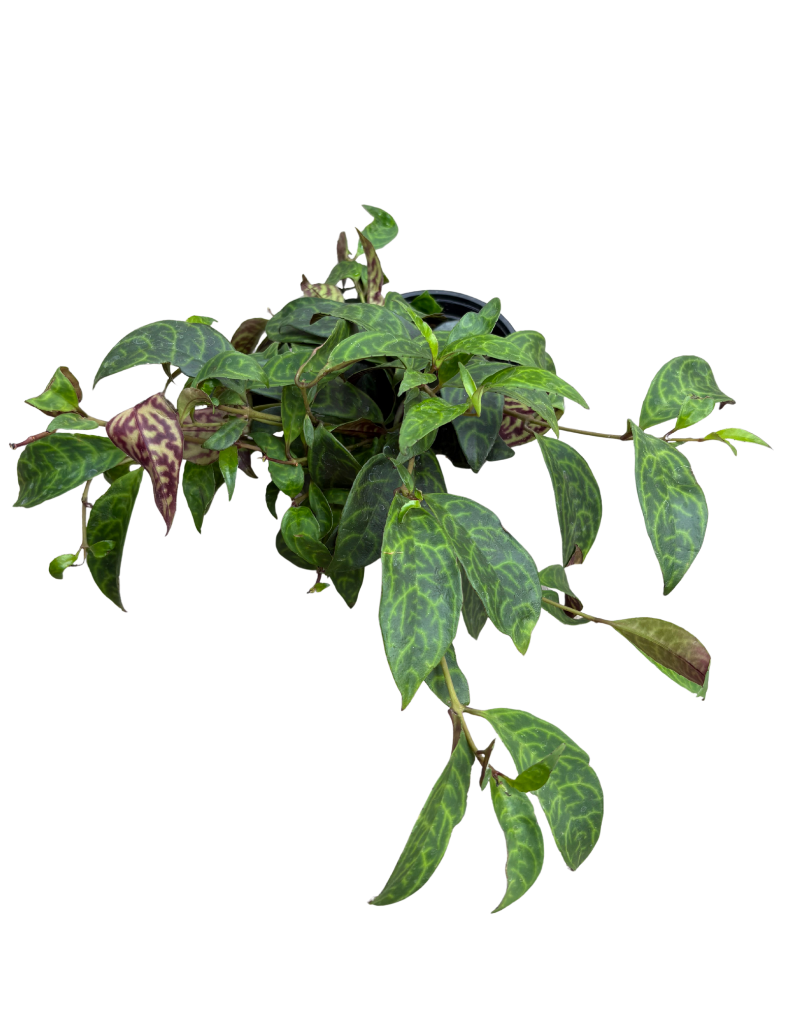 Untitled design (95).png