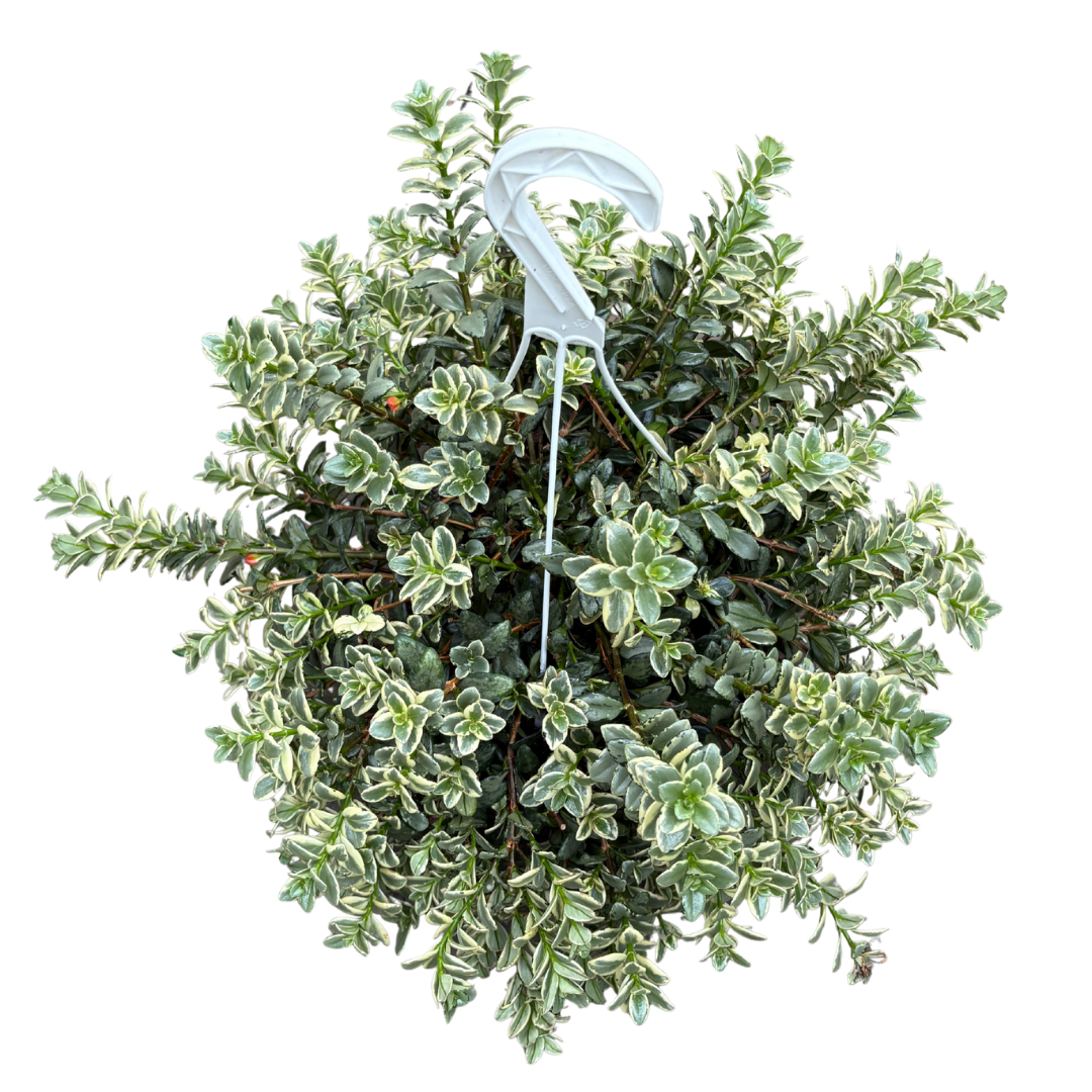 Variegated Goldfish Plant - 8